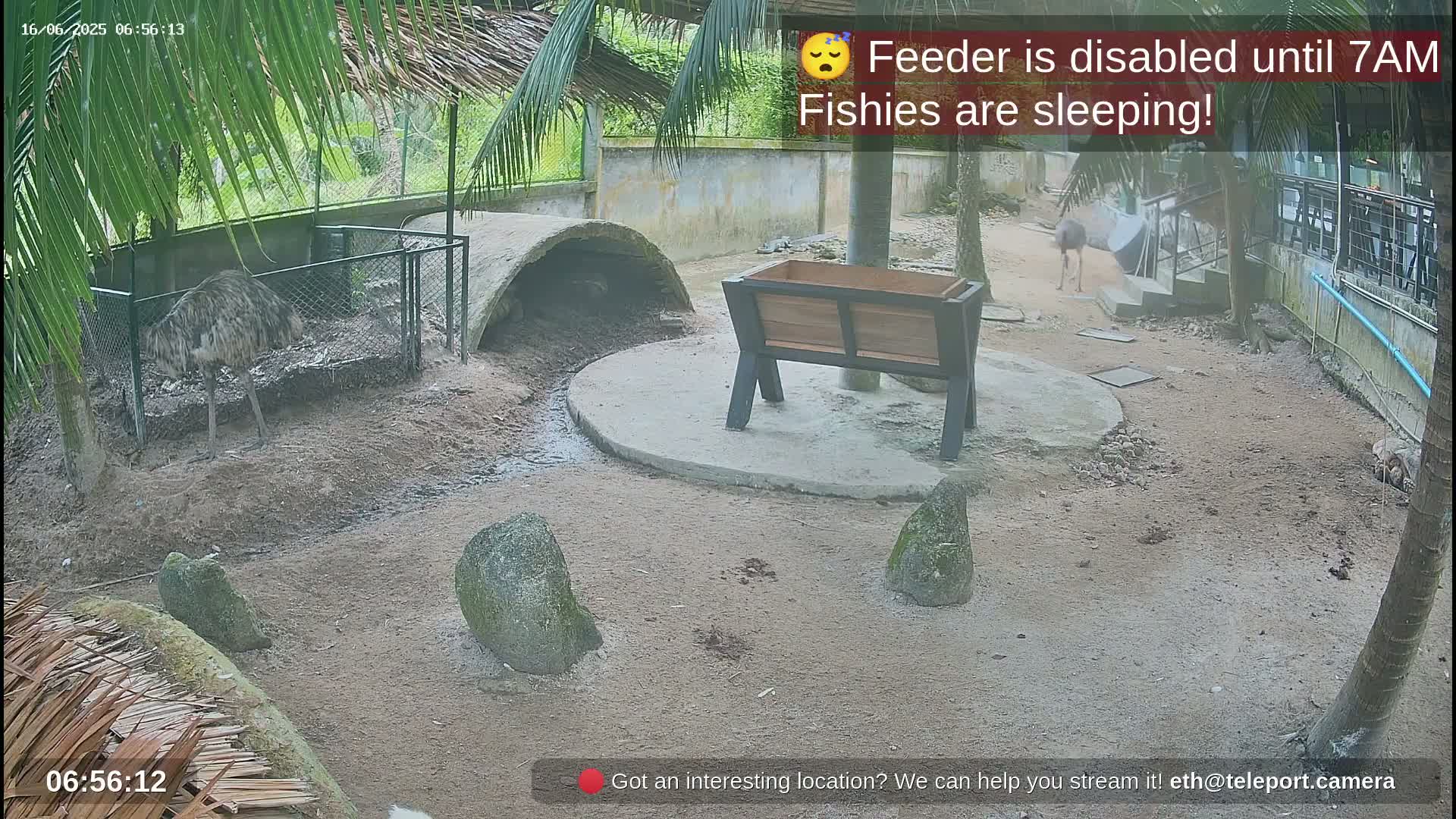 Zoo Cafe · Feed the Life of Fishes, Emus, Deers, Turtles, Malas  Live Cam  - Amphoe Ko Pha - Ngan, Surat Thani, Thailand