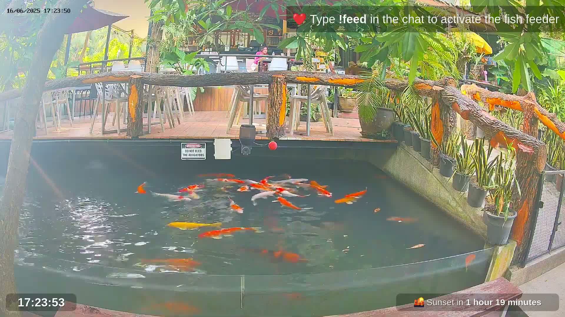 Koi fish swim in a pond next to an outdoor patio with wooden railings and several tables and chairs, surrounded by lush greenery in the late afternoon.