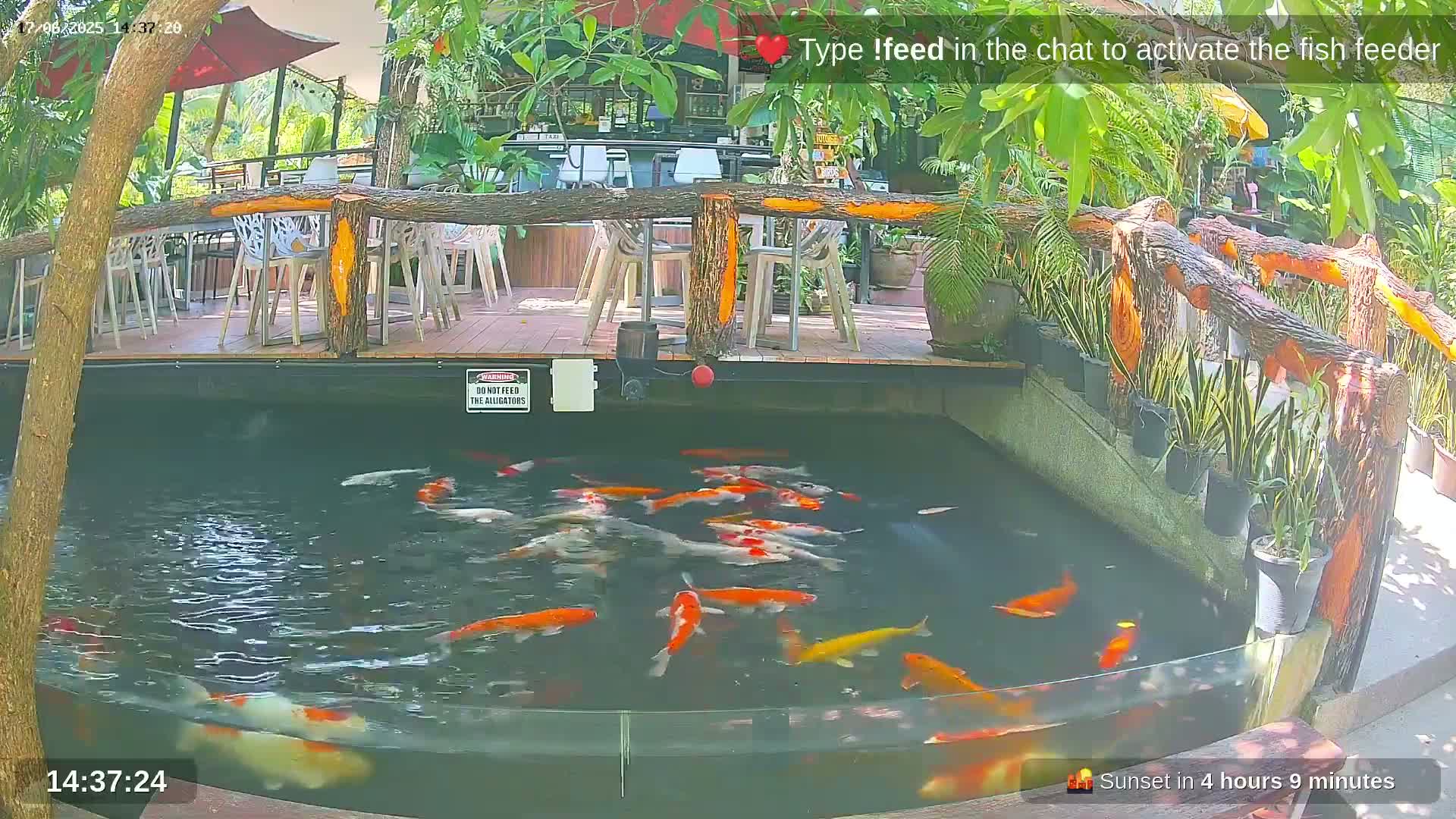 A pond filled with colorful koi fish is situated next to an outdoor restaurant area on a sunny day.