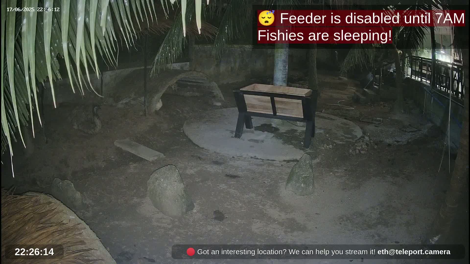 A nighttime, outdoor scene shows an empty wooden feeder in a dirt area surrounded by rocks and under palm fronds.