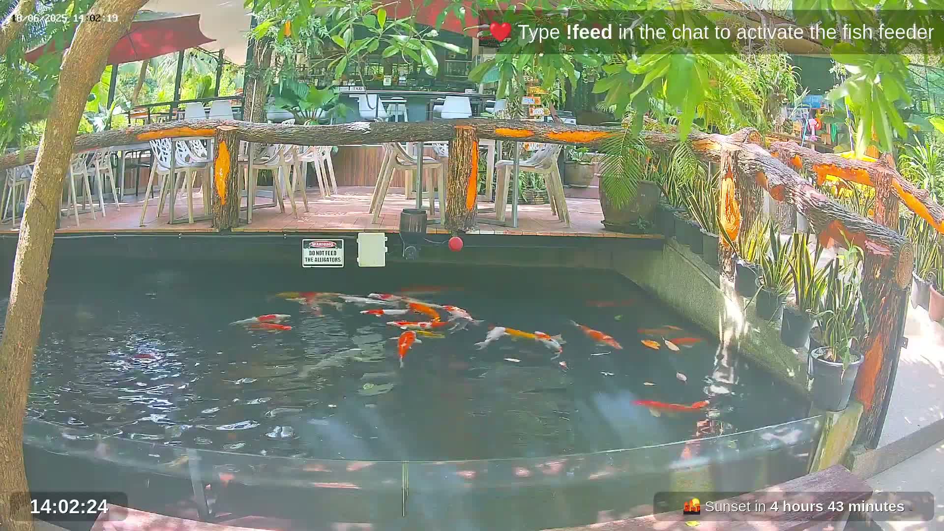 A koi pond with numerous colorful fish is situated beneath an outdoor patio with wooden railings and white plastic chairs, under a partly sunny sky.