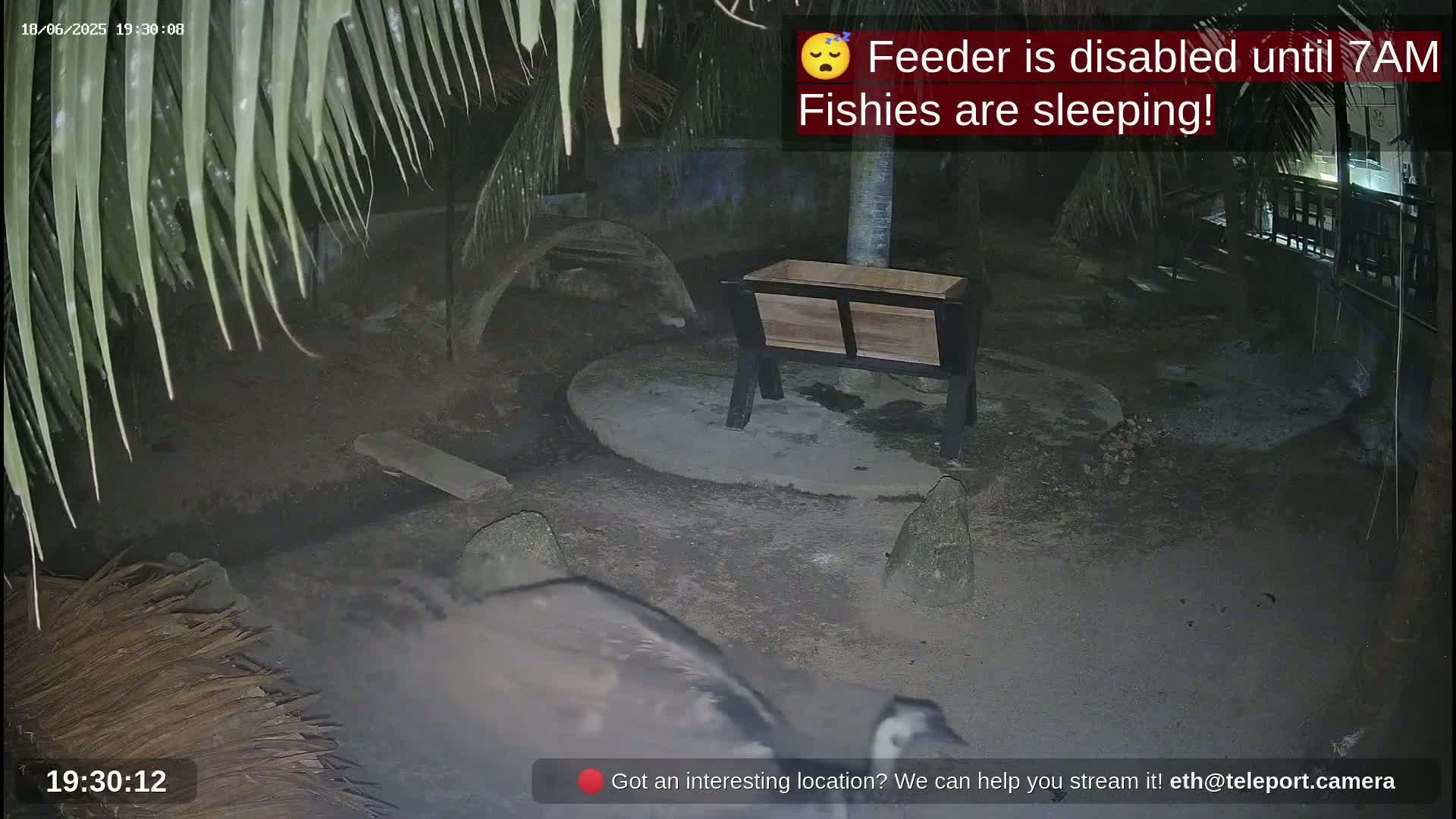 A nighttime outdoor scene shows a wooden feeder and several rocks on a dark, dirt ground under palm trees.