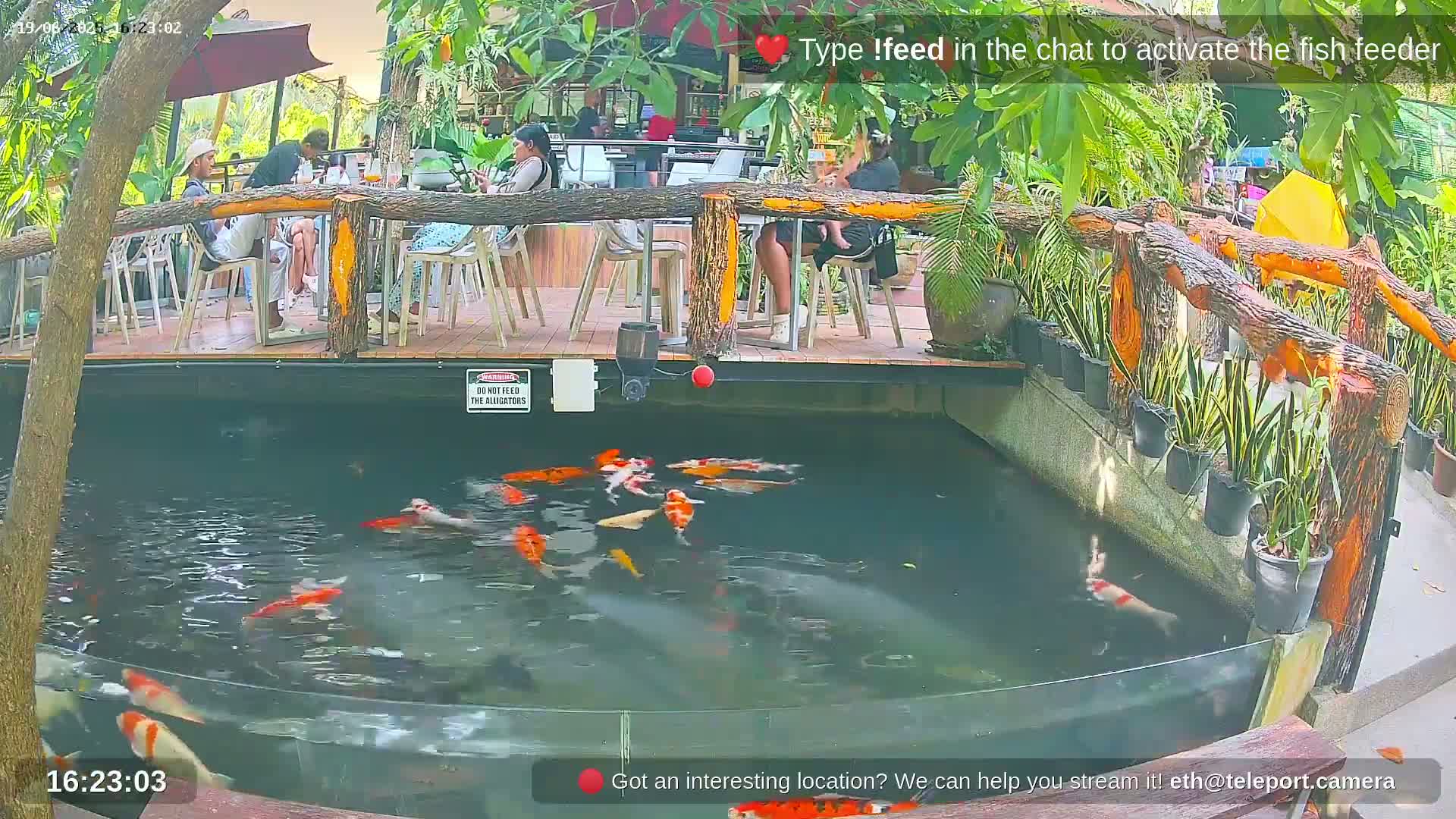 Koi fish swim in a pond next to an outdoor restaurant with people seated at tables under an umbrella.
