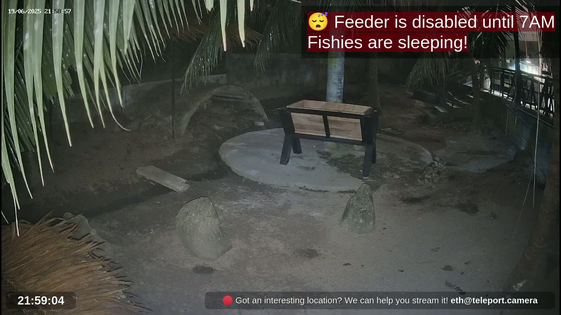 A nighttime outdoor scene shows an empty wooden feeder on a concrete pad, surrounded by dark ground, rocks, and palm fronds.
