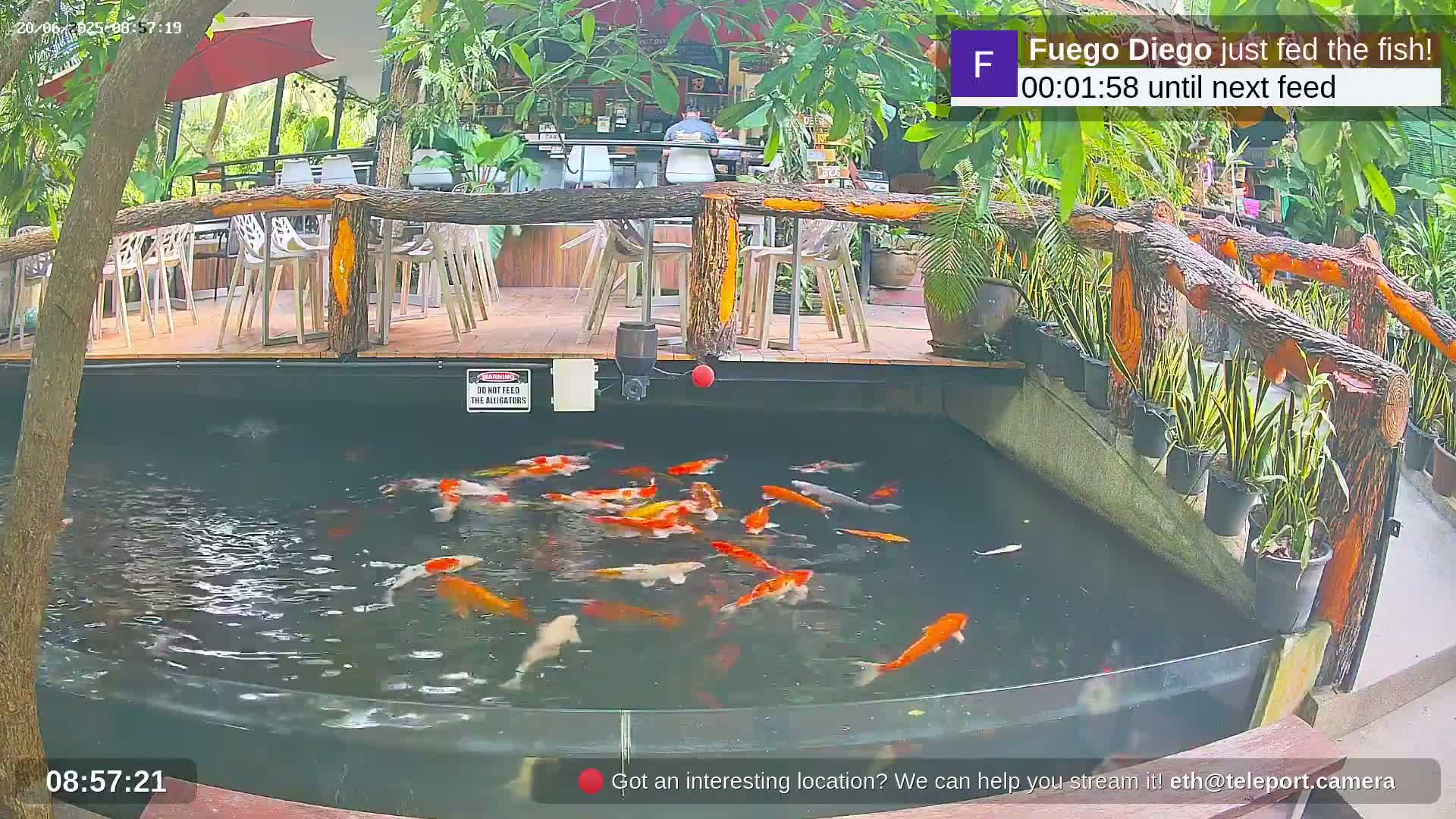 Zoo Cafe · Feed the Life of Fishes, Emus, Deers, Turtles, Malas  Live Cam  - Amphoe Ko Pha - Ngan, Surat Thani, Thailand