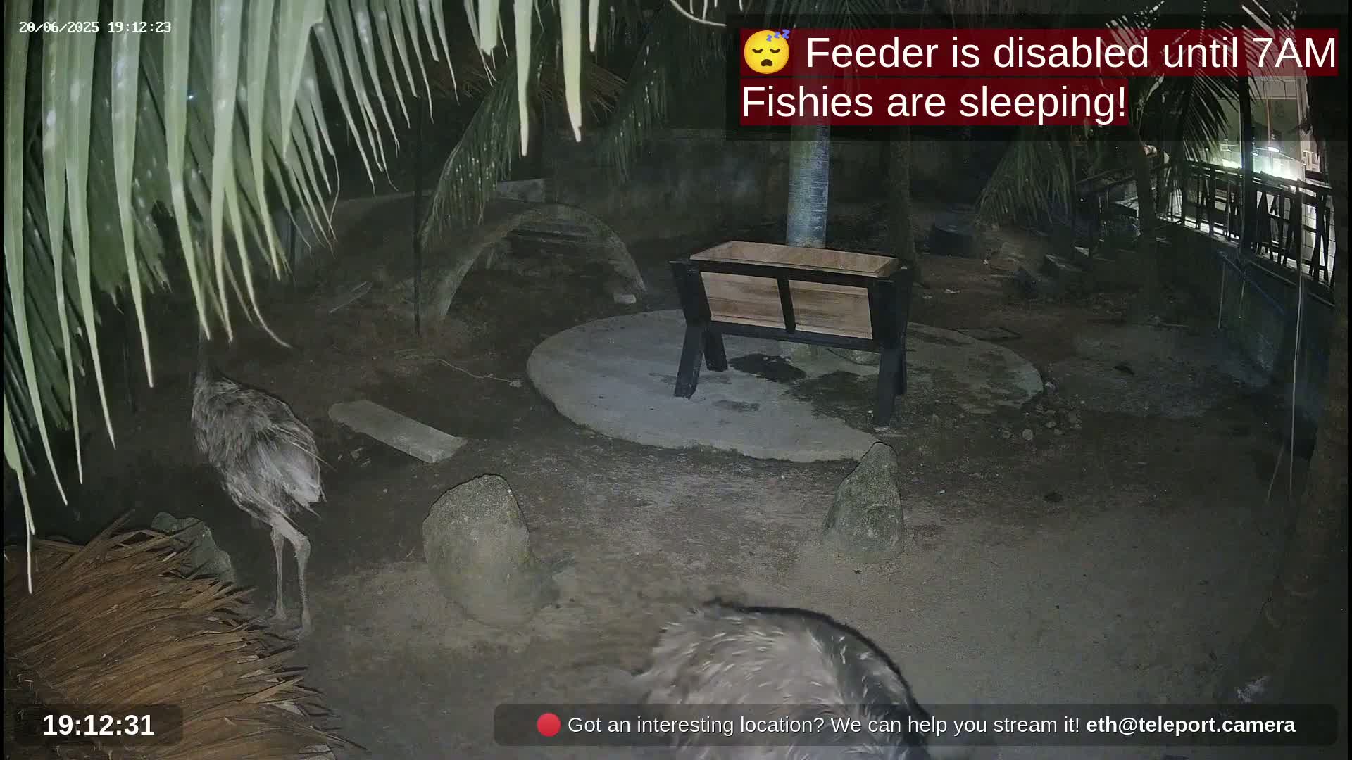 At night, under palm trees, two emus are near an empty, wooden feeder on a dirt ground.