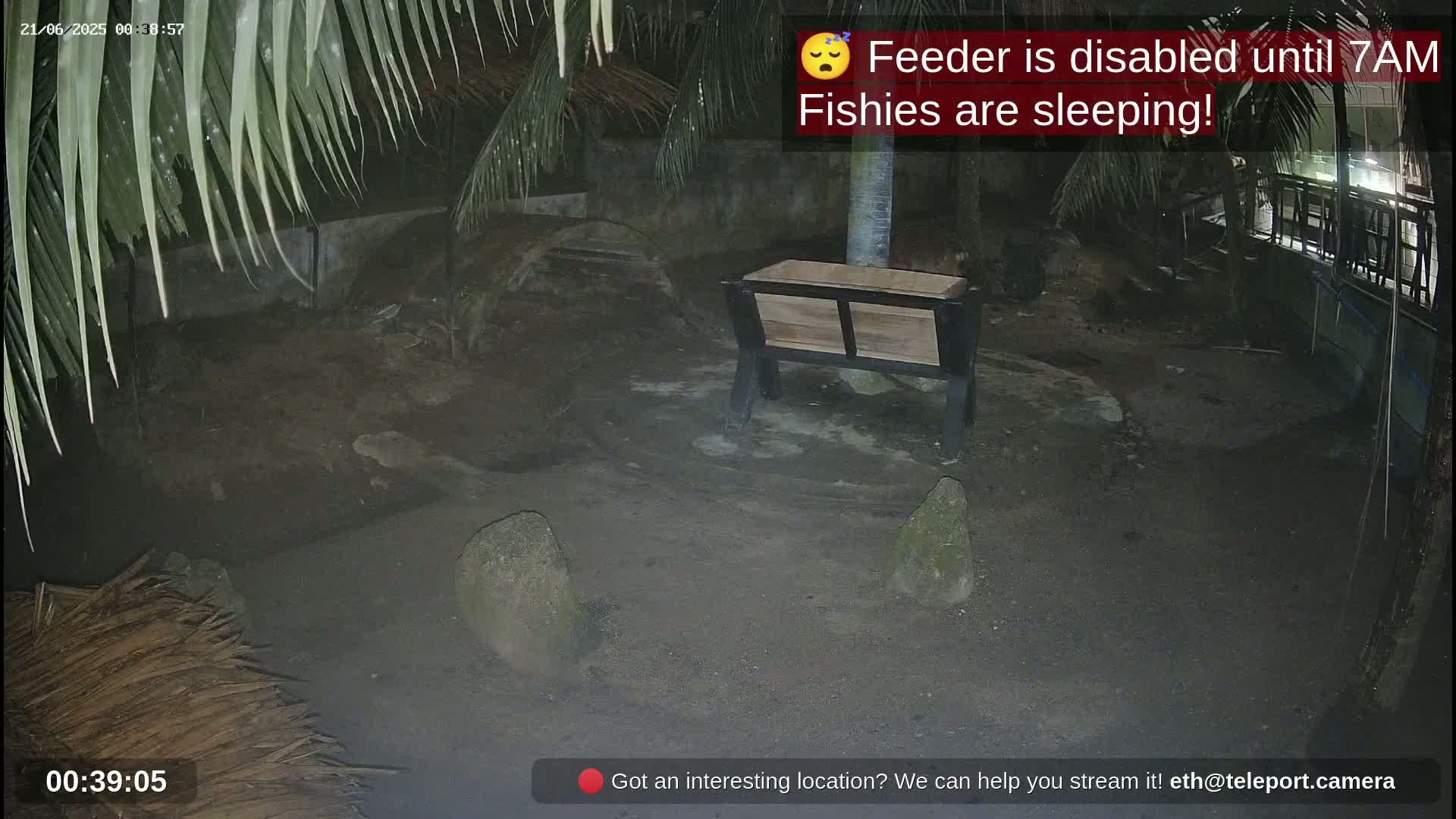 A dark, outdoor area at night shows a wooden feeder, two rocks, and palm fronds.