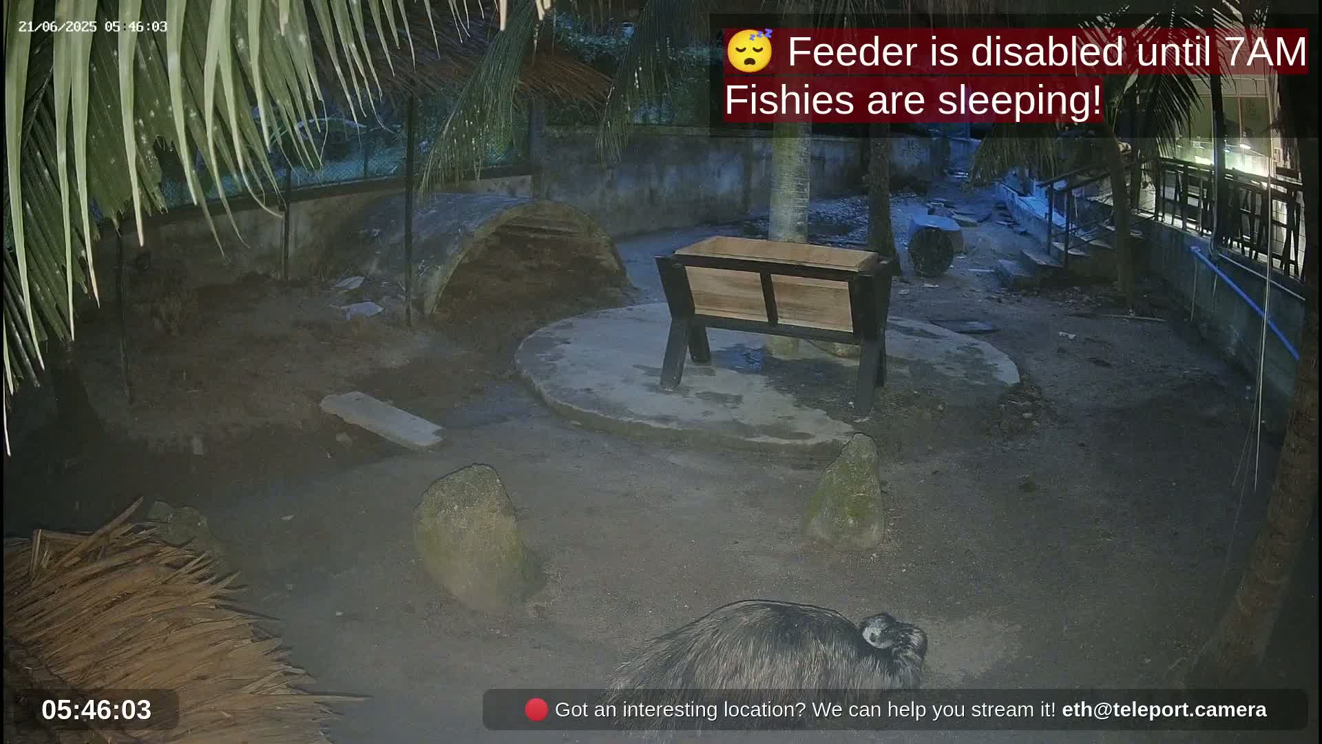 Zoo Cafe · Feed the Life of Fishes, Emus, Deers, Turtles, Malas  Live Cam  - Amphoe Ko Pha - Ngan, Surat Thani, Thailand