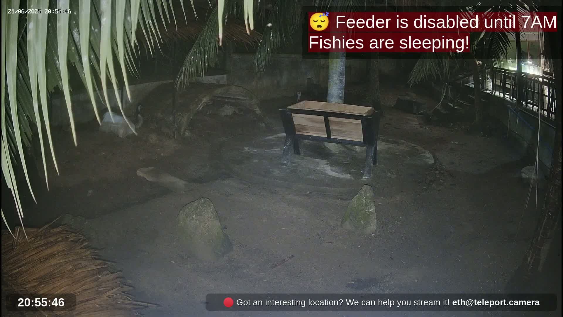 A dark, outdoor scene at night shows a wooden trough, several rocks, and some indistinct shapes on the ground under palm fronds.