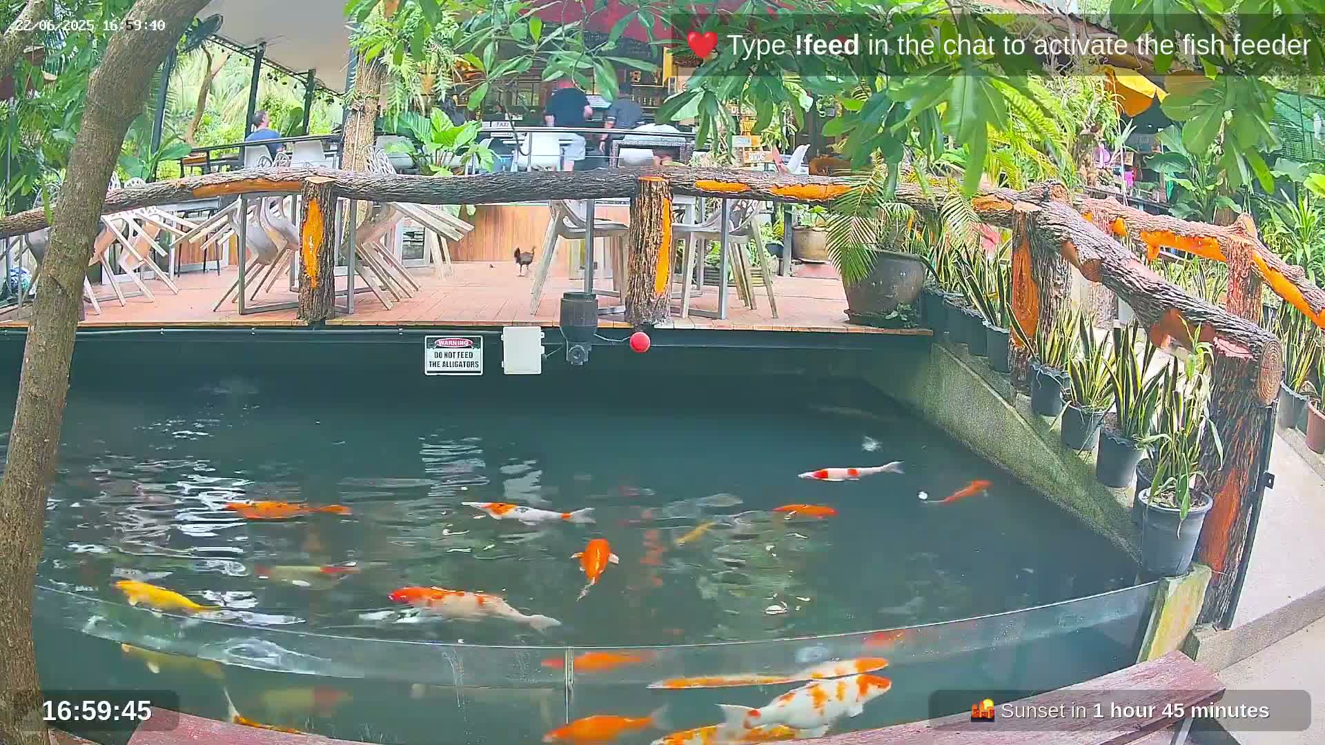 Koi fish swim in a pond next to an outdoor restaurant with wooden railings and potted plants.
