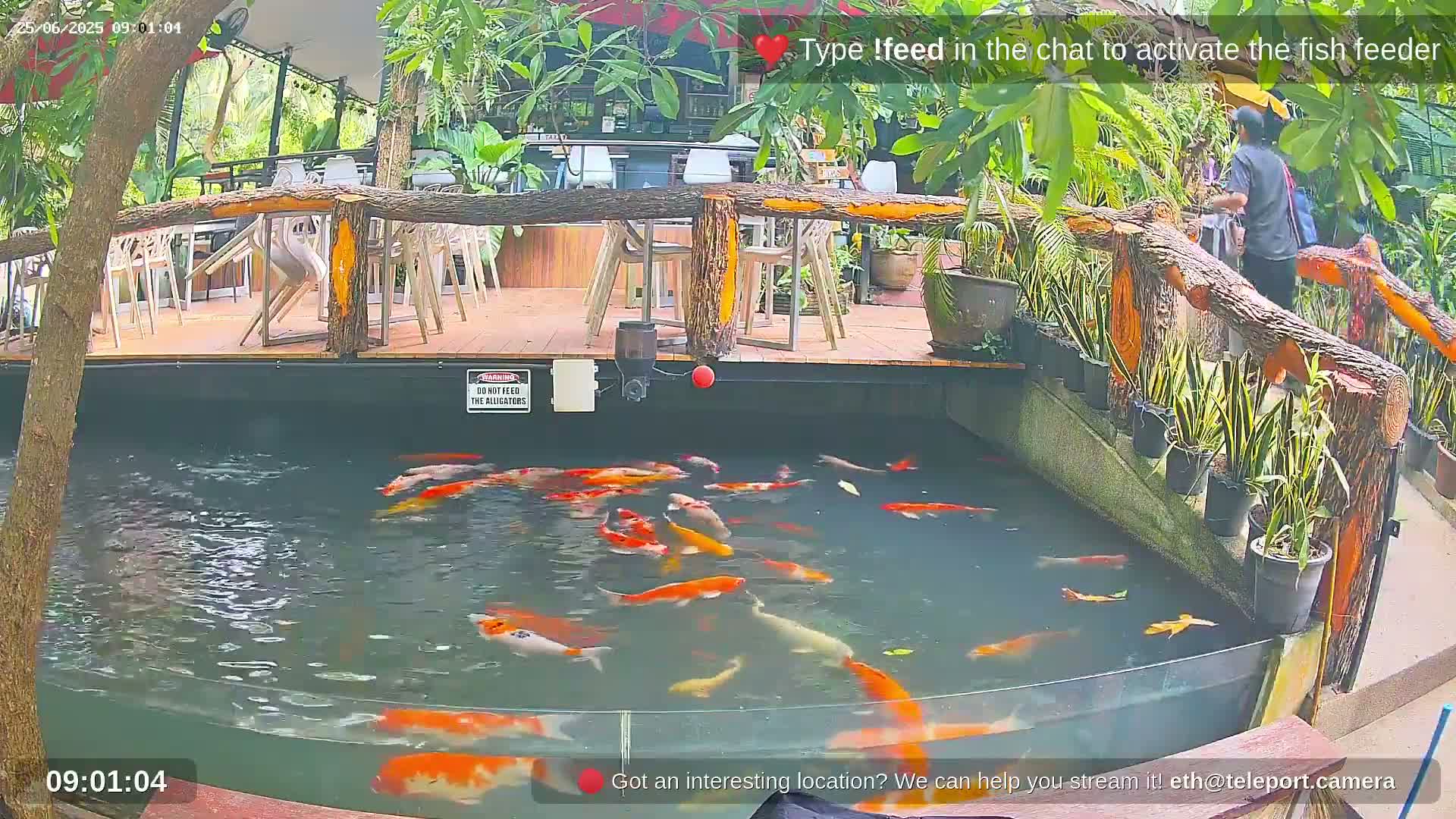 Zoo Cafe · Feed the Life of Fishes, Emus, Deers, Turtles, Malas  Live Cam  - Amphoe Ko Pha - Ngan, Surat Thani, Thailand