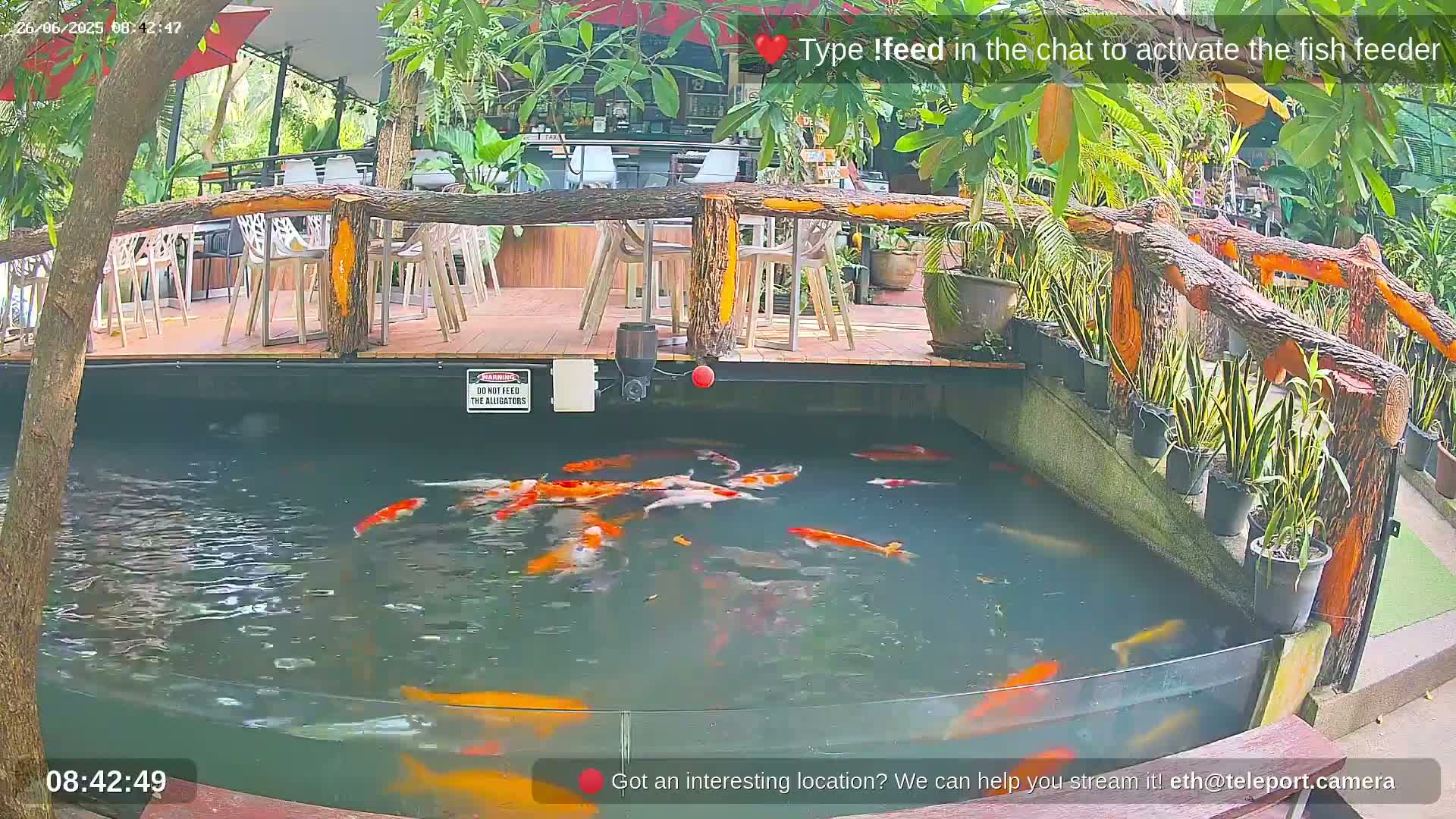 Zoo Cafe · Feed the Life of Fishes, Emus, Deers, Turtles, Malas  Live Cam  - Amphoe Ko Pha - Ngan, Surat Thani, Thailand