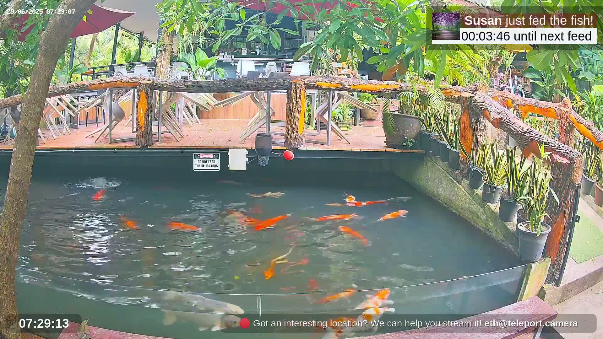 Zoo Cafe · Feed the Life of Fishes, Emus, Deers, Turtles, Malas  Live Cam  - Amphoe Ko Pha - Ngan, Surat Thani, Thailand