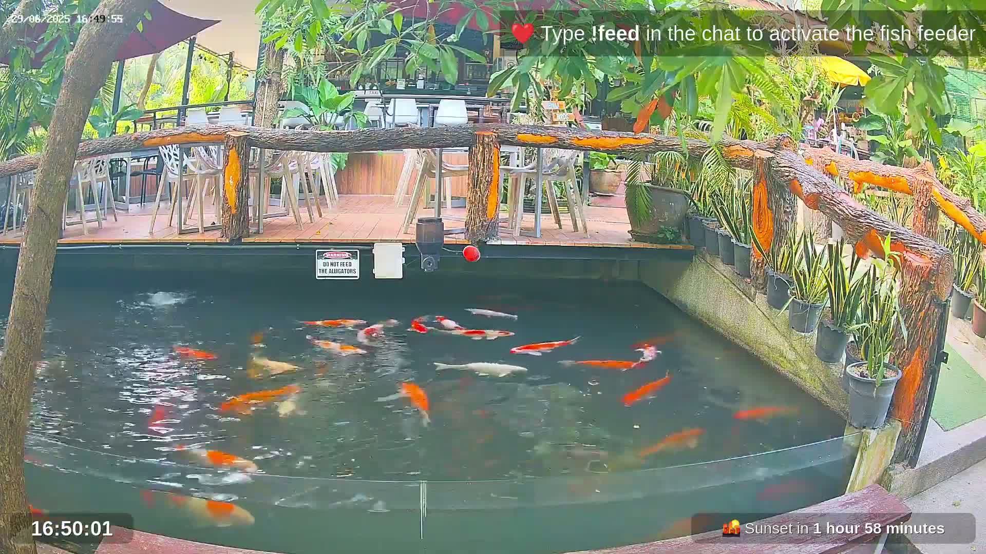 Zoo Cafe · Feed the Life of Fishes, Emus, Deers, Turtles, Malas  Live Cam  - Amphoe Ko Pha - Ngan, Surat Thani, Thailand
