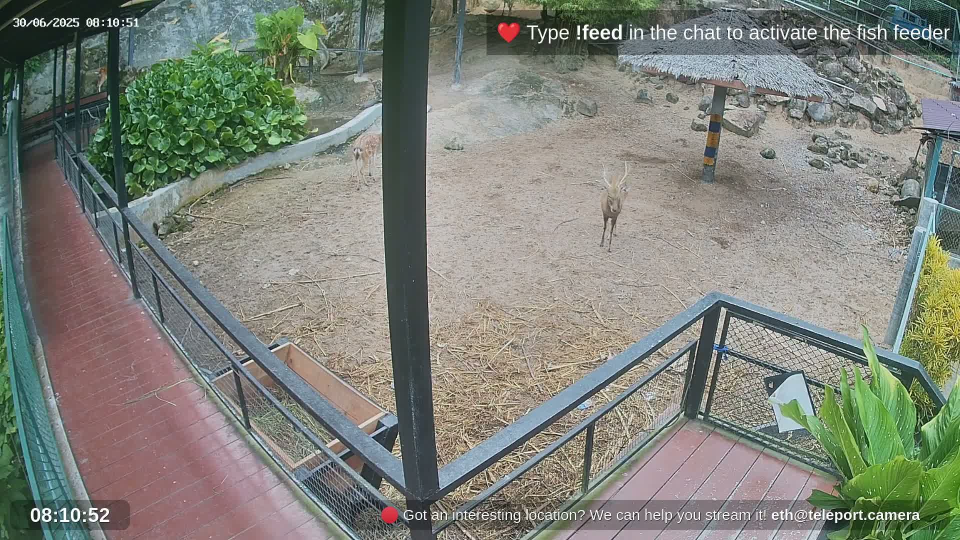 Zoo Cafe · Feed the Life of Fishes, Emus, Deers, Turtles, Malas  Live Cam  - Amphoe Ko Pha - Ngan, Surat Thani, Thailand