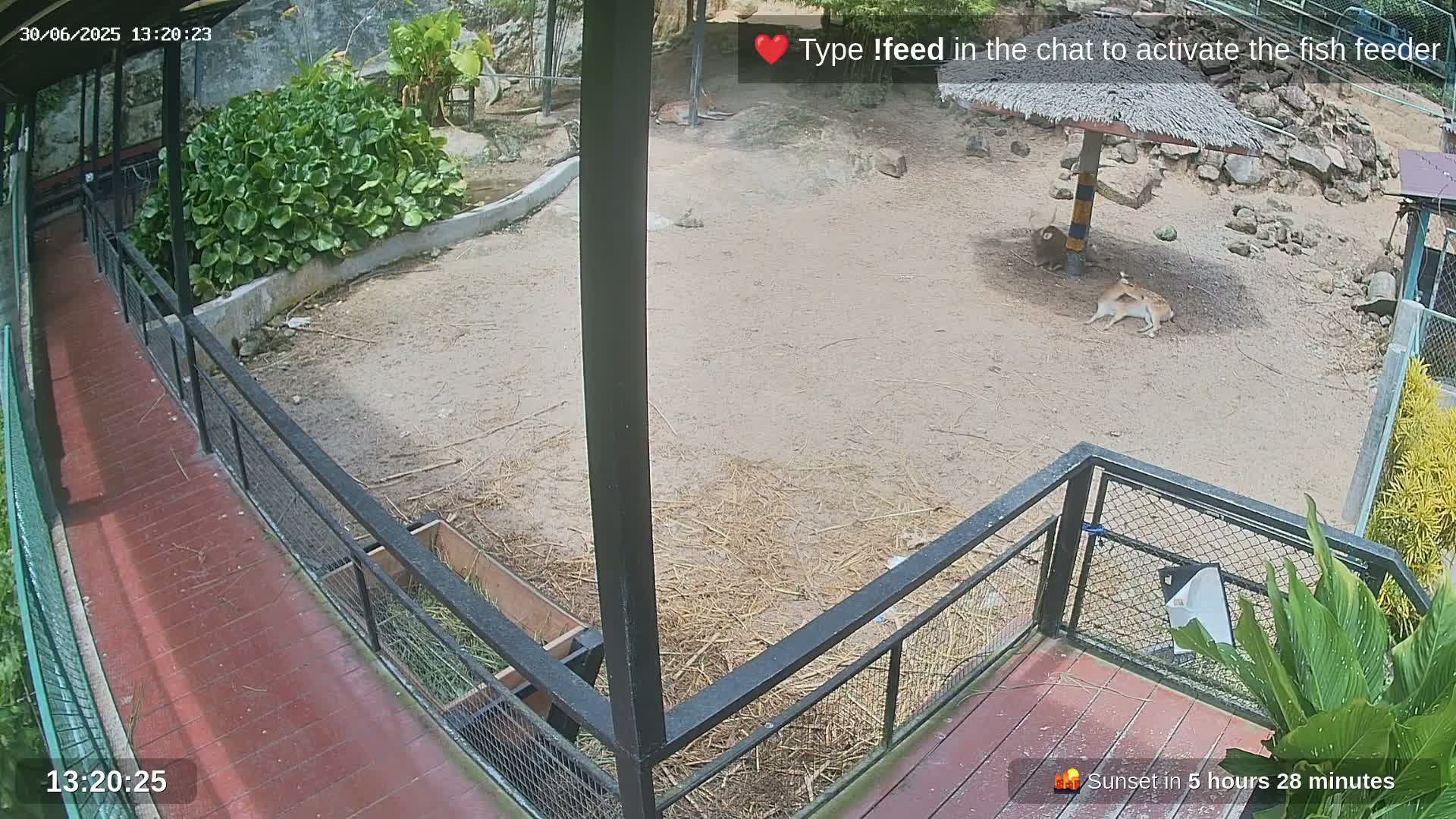 Zoo Cafe · Feed the Life of Fishes, Emus, Deers, Turtles, Malas  Live Cam  - Amphoe Ko Pha - Ngan, Surat Thani, Thailand