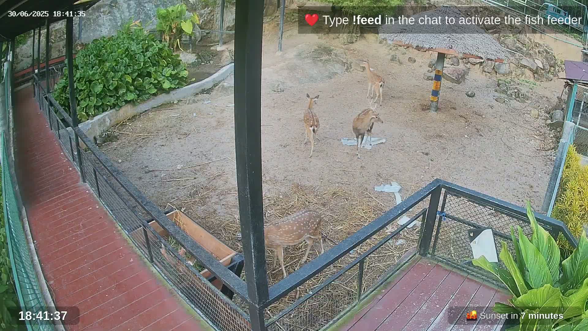 Zoo Cafe · Feed the Life of Fishes, Emus, Deers, Turtles, Malas  Live Cam  - Amphoe Ko Pha - Ngan, Surat Thani, Thailand