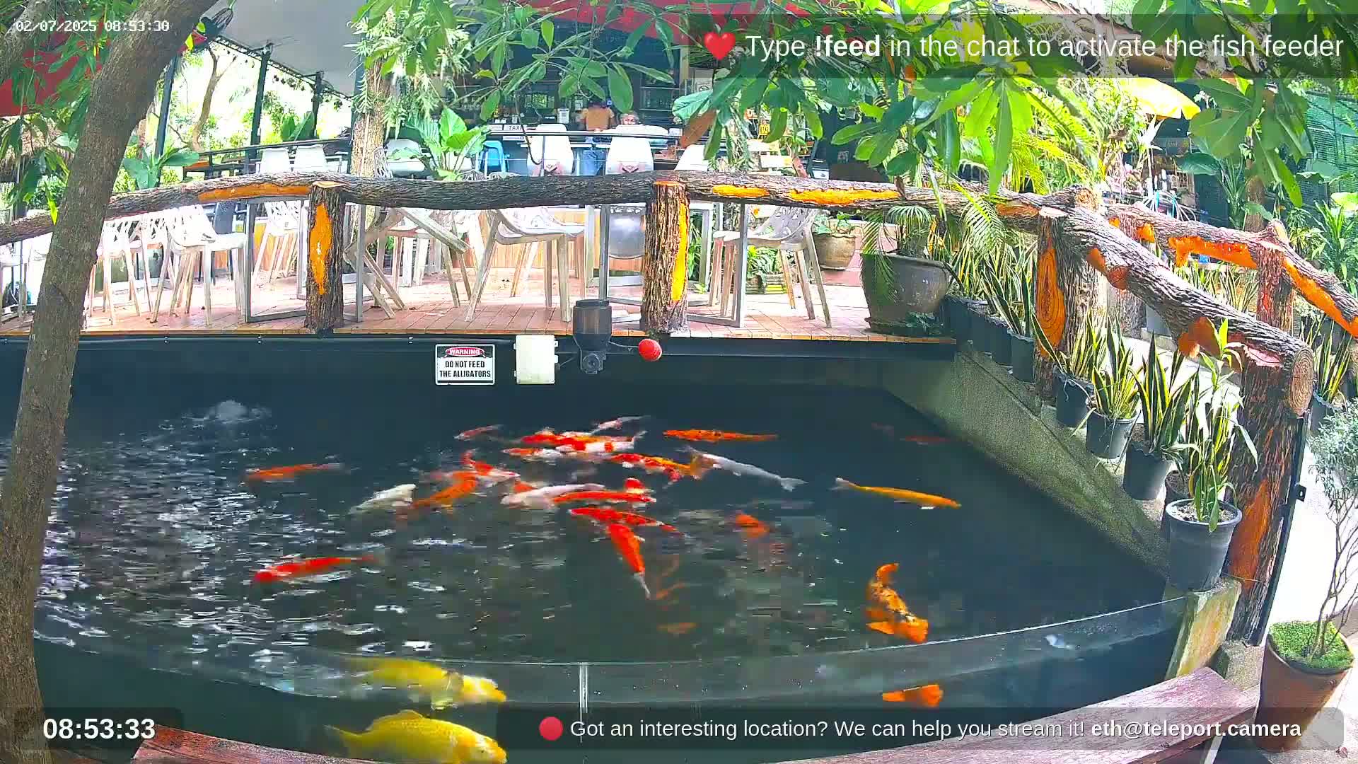 Zoo Cafe · Feed the Life of Fishes, Emus, Deers, Turtles, Malas  Live Cam  - Amphoe Ko Pha - Ngan, Surat Thani, Thailand