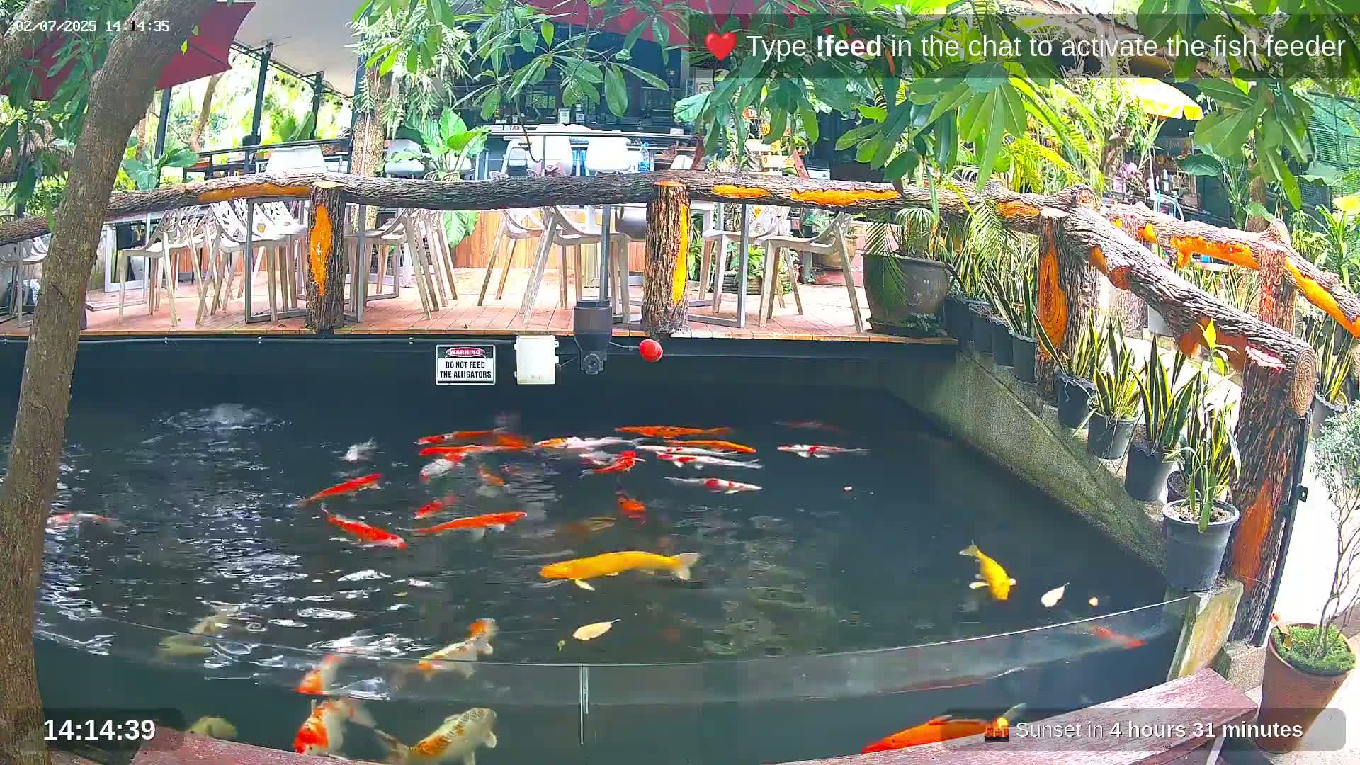 Koi fish swim in a pond next to an outdoor restaurant with wooden railings and potted plants.