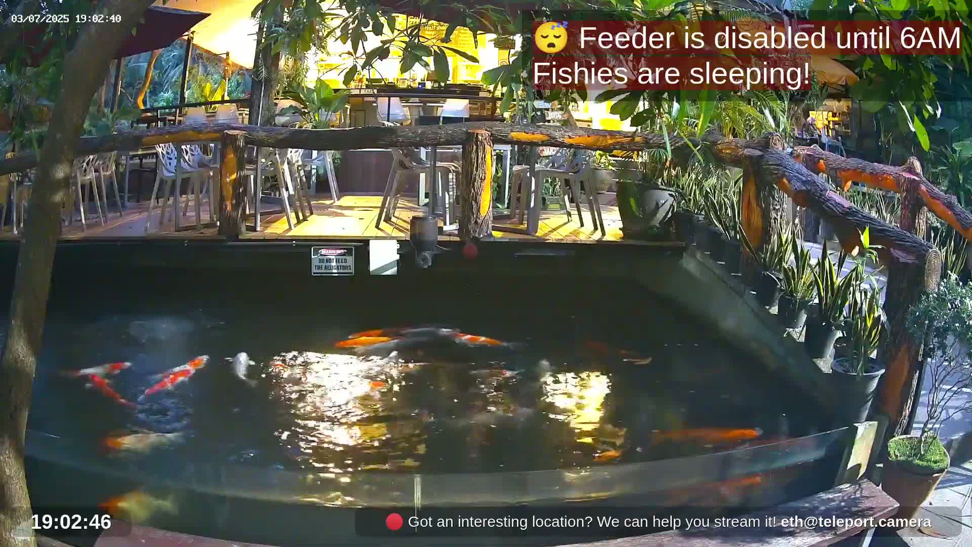 Zoo Cafe · Feed the Life of Fishes, Emus, Deers, Turtles, Malas  Live Cam  - Amphoe Ko Pha - Ngan, Surat Thani, Thailand
