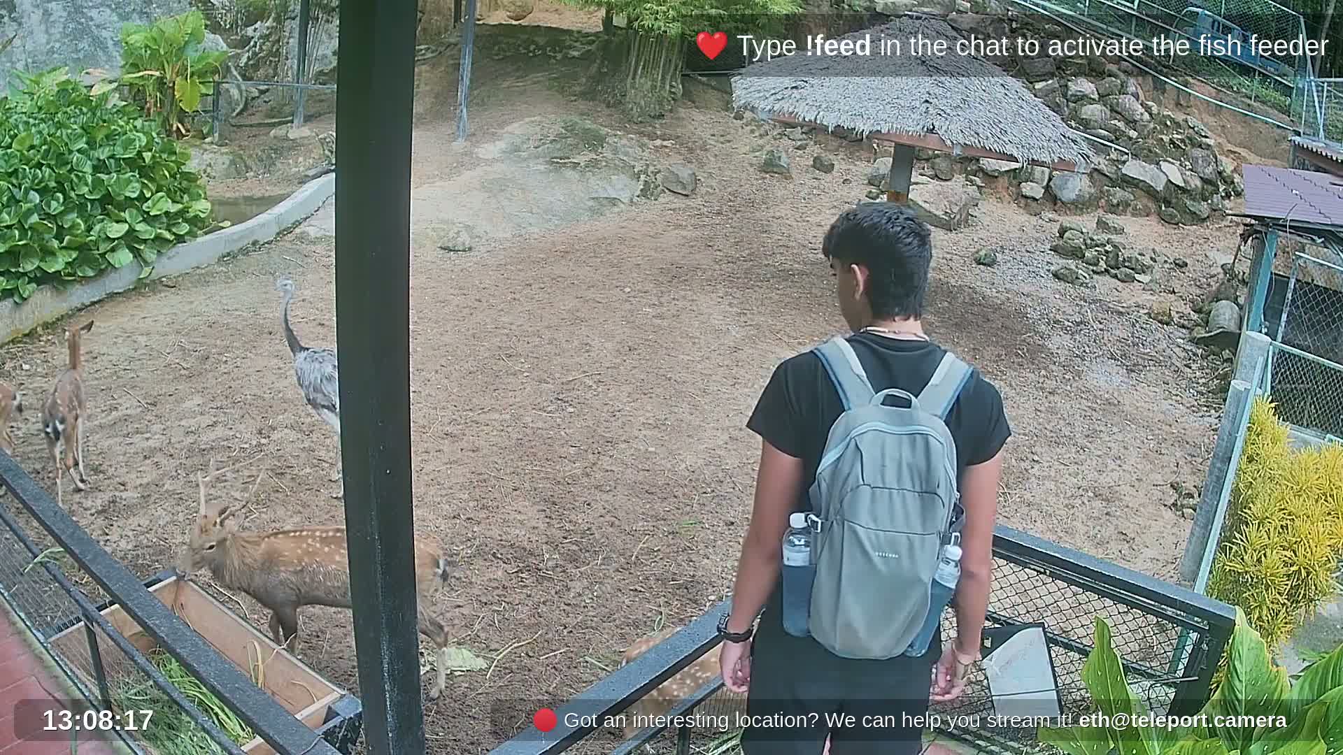 Zoo Cafe · Feed the Life of Fishes, Emus, Deers, Turtles, Malas  Live Cam  - Amphoe Ko Pha - Ngan, Surat Thani, Thailand