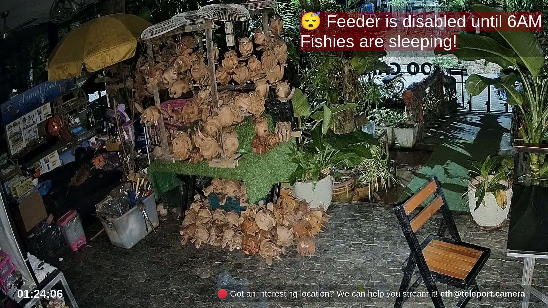 Zoo Cafe · Feed the Life of Fishes, Emus, Deers, Turtles, Malas  Live Cam  - Amphoe Ko Pha - Ngan, Surat Thani, Thailand
