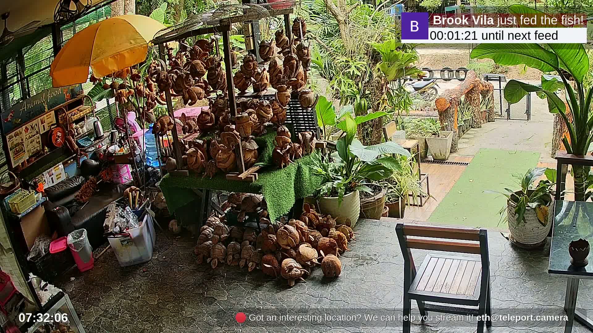 Zoo Cafe · Feed the Life of Fishes, Emus, Deers, Turtles, Malas  Live Cam  - Amphoe Ko Pha - Ngan, Surat Thani, Thailand