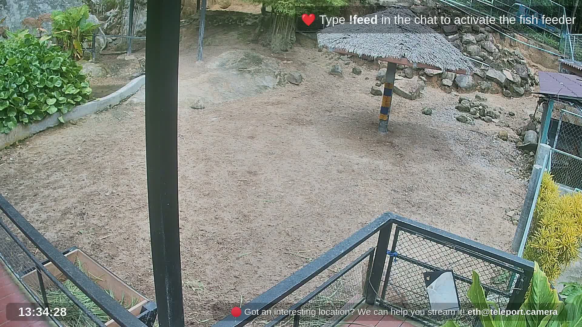 Zoo Cafe · Feed the Life of Fishes, Emus, Deers, Turtles, Malas  Live Cam  - Amphoe Ko Pha - Ngan, Surat Thani, Thailand