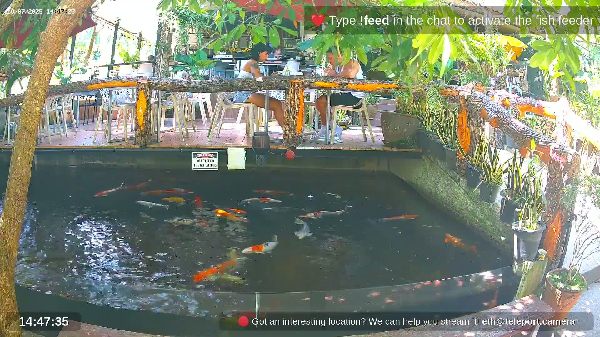 A koi pond with numerous fish swims beneath an outdoor patio where two people are seated at a table.