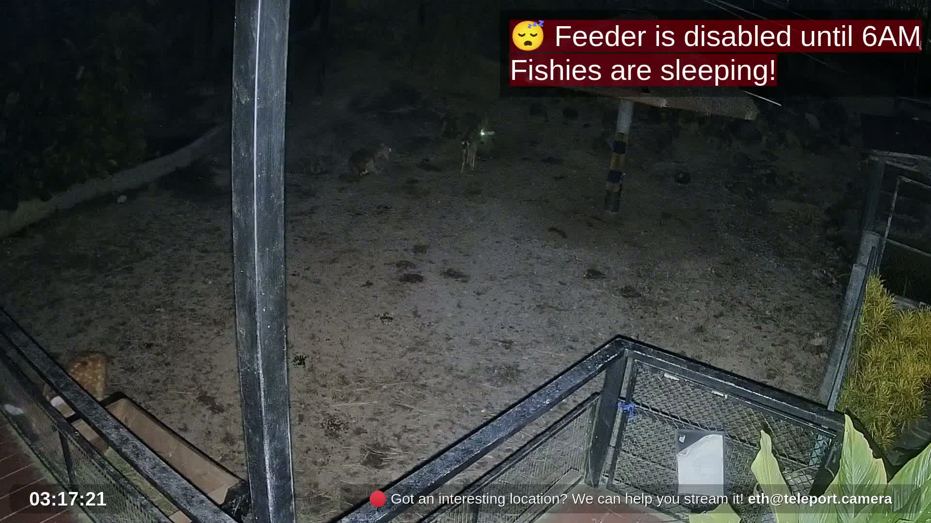 Zoo Cafe · Feed the Life of Fishes, Emus, Deers, Turtles, Malas  Live Cam  - Amphoe Ko Pha - Ngan, Surat Thani, Thailand
