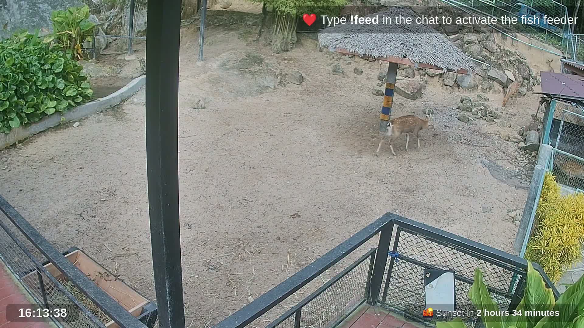 Zoo Cafe · Feed the Life of Fishes, Emus, Deers, Turtles, Malas  Live Cam  - Amphoe Ko Pha - Ngan, Surat Thani, Thailand