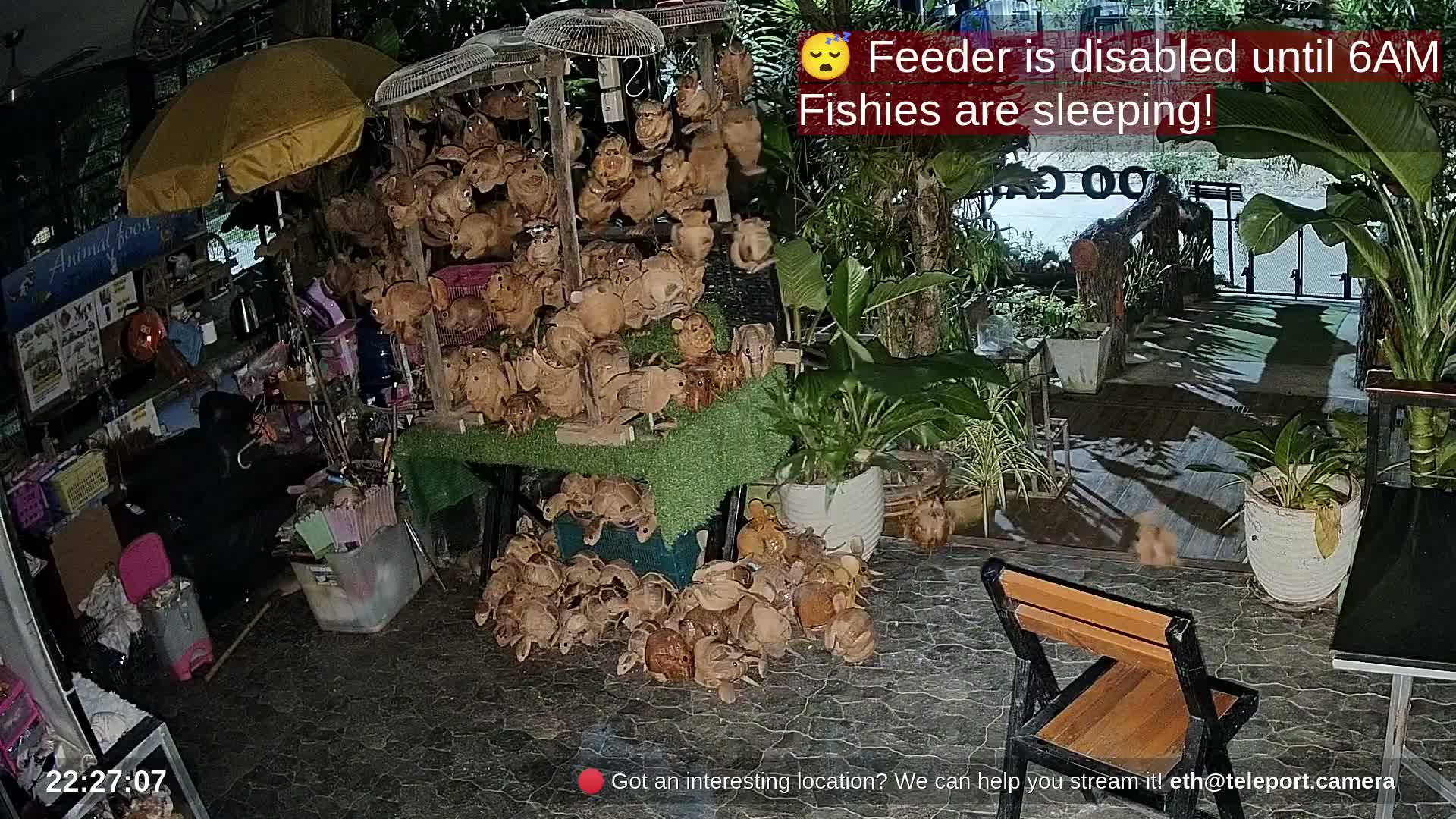 Zoo Cafe · Feed the Life of Fishes, Emus, Deers, Turtles, Malas  Live Cam  - Amphoe Ko Pha - Ngan, Surat Thani, Thailand