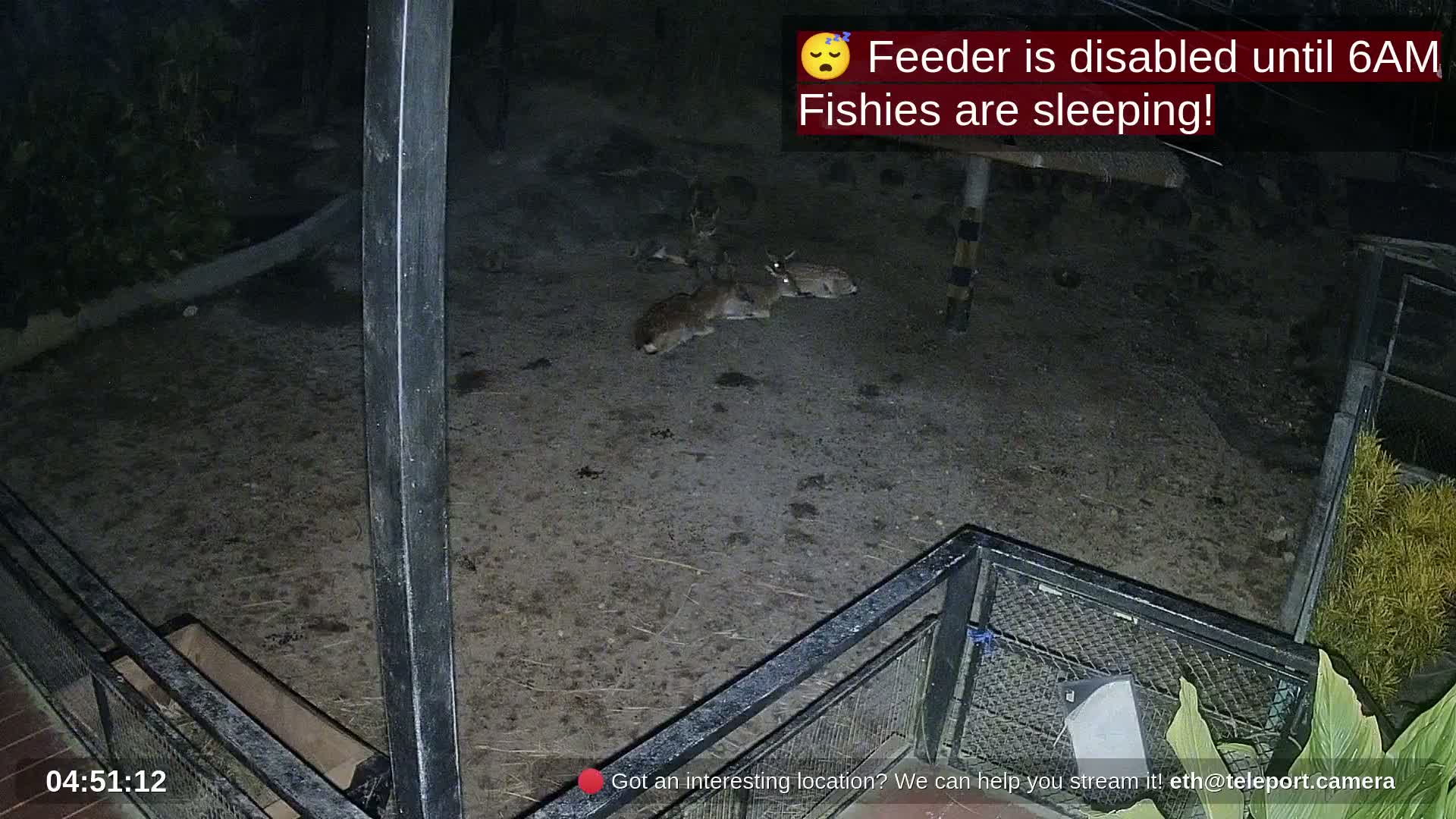 Zoo Cafe · Feed the Life of Fishes, Emus, Deers, Turtles, Malas  Live Cam  - Amphoe Ko Pha - Ngan, Surat Thani, Thailand