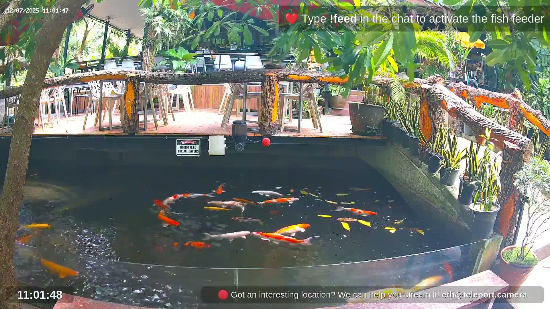 Zoo Cafe · Feed the Life of Fishes, Emus, Deers, Turtles, Malas  Live Cam  - Amphoe Ko Pha - Ngan, Surat Thani, Thailand
