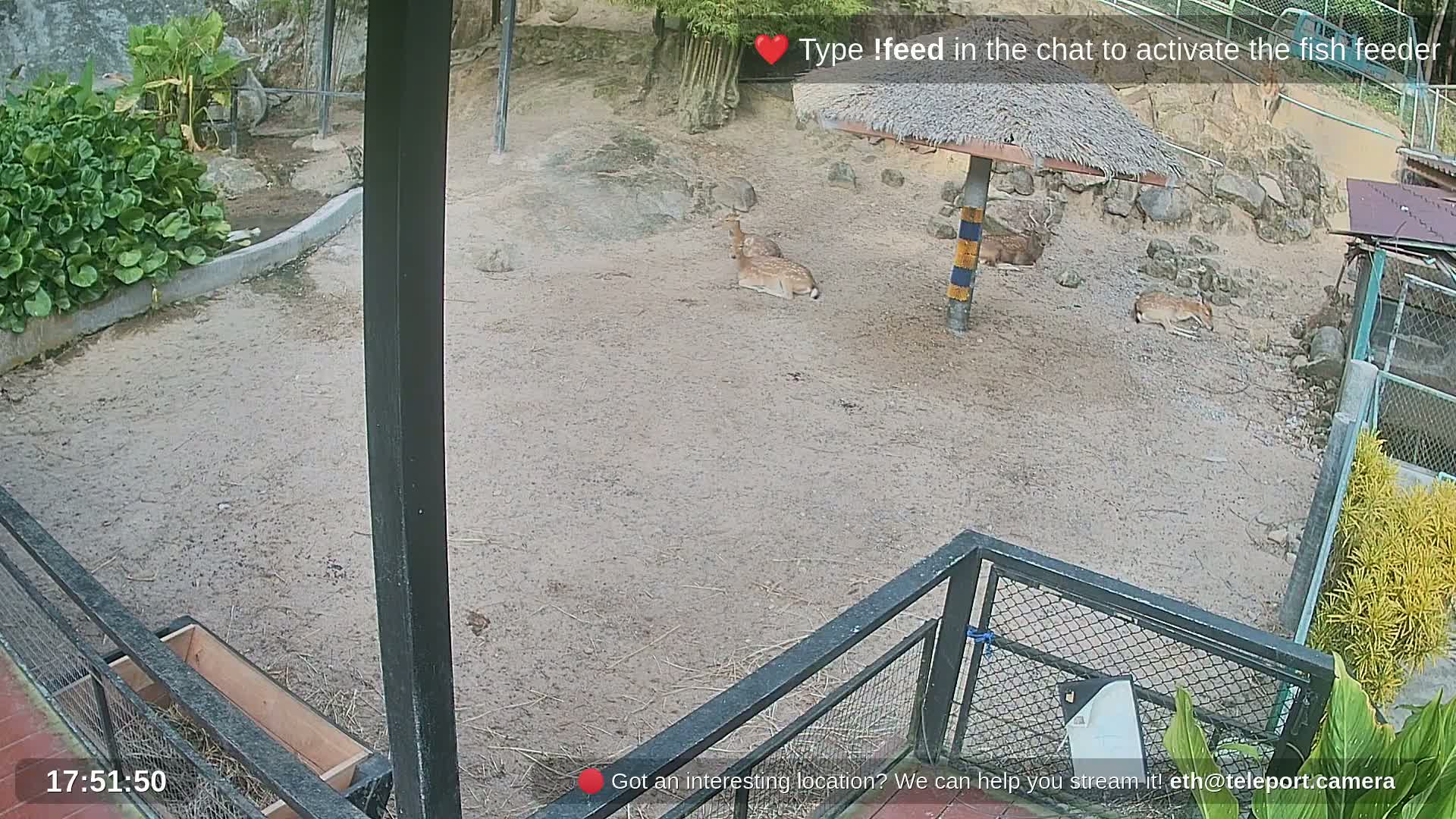 Zoo Cafe · Feed the Life of Fishes, Emus, Deers, Turtles, Malas  Live Cam  - Amphoe Ko Pha - Ngan, Surat Thani, Thailand