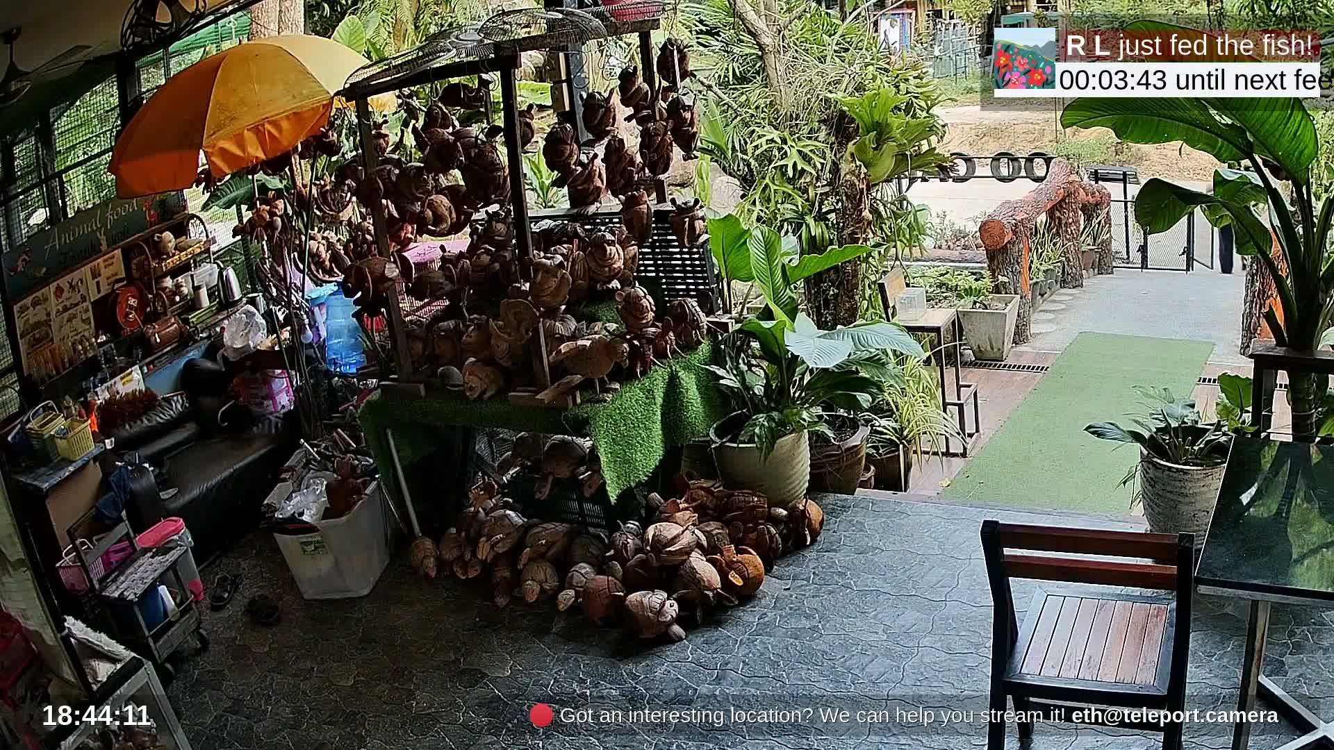 Zoo Cafe · Feed the Life of Fishes, Emus, Deers, Turtles, Malas  Live Cam  - Amphoe Ko Pha - Ngan, Surat Thani, Thailand