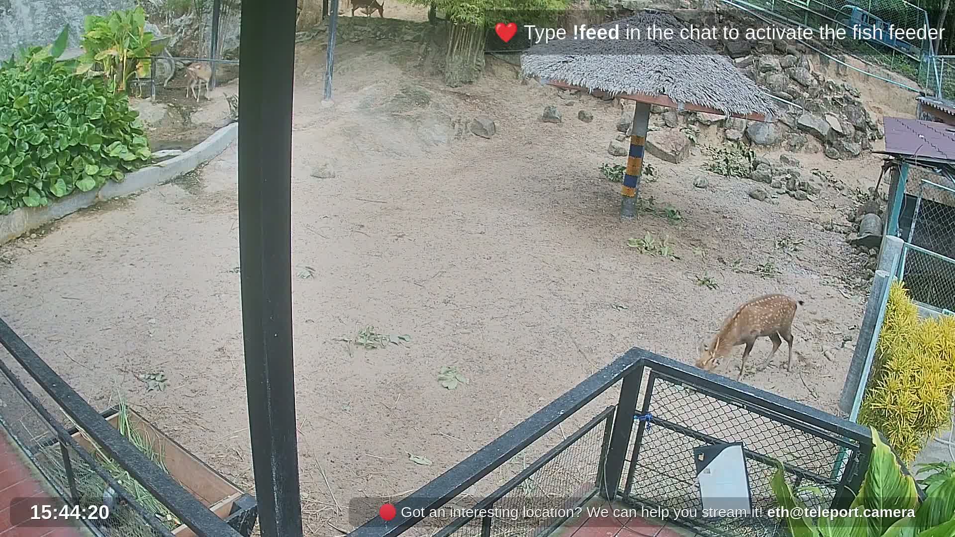 Zoo Cafe · Feed the Life of Fishes, Emus, Deers, Turtles, Malas  Live Cam  - Amphoe Ko Pha - Ngan, Surat Thani, Thailand
