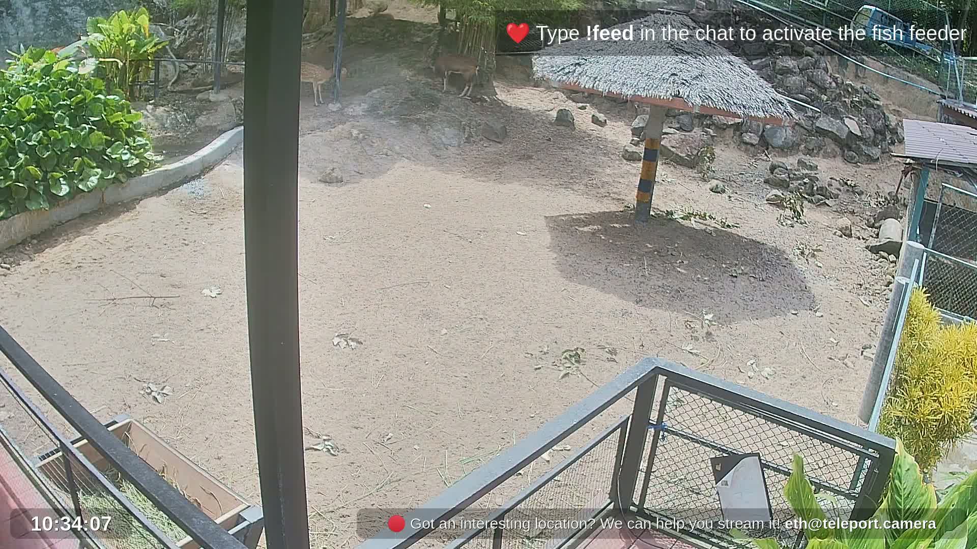 Zoo Cafe · Feed the Life of Fishes, Emus, Deers, Turtles, Malas  Live Cam  - Amphoe Ko Pha - Ngan, Surat Thani, Thailand