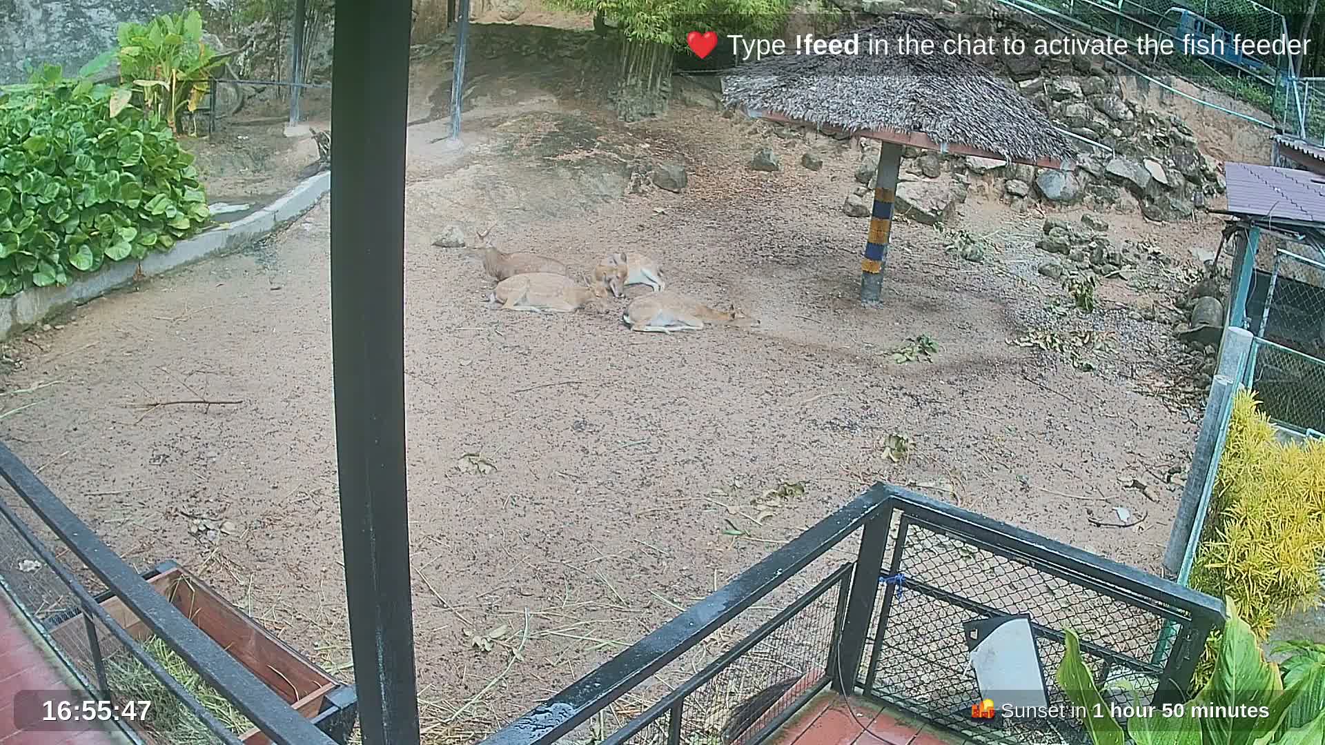 Zoo Cafe · Feed the Life of Fishes, Emus, Deers, Turtles, Malas  Live Cam  - Amphoe Ko Pha - Ngan, Surat Thani, Thailand