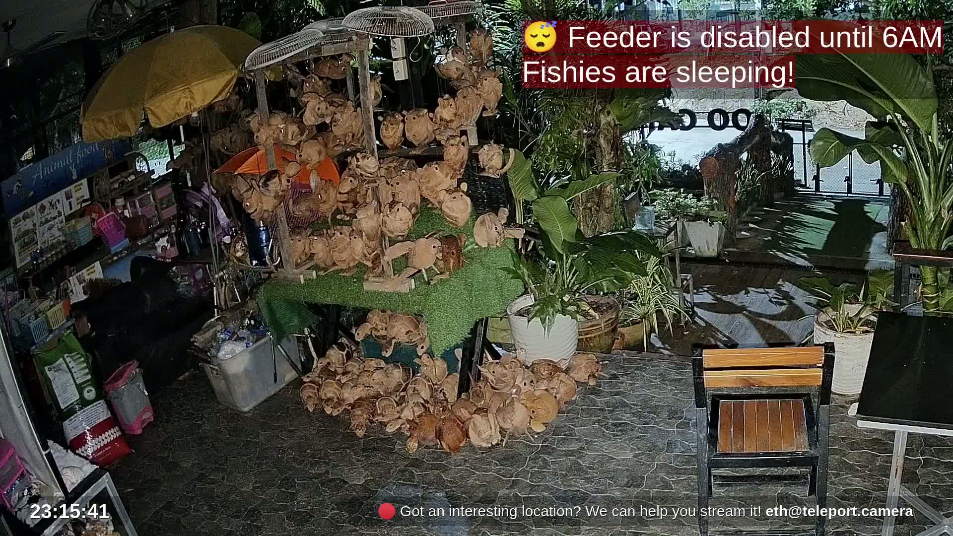 Zoo Cafe · Feed the Life of Fishes, Emus, Deers, Turtles, Malas  Live Cam  - Amphoe Ko Pha - Ngan, Surat Thani, Thailand