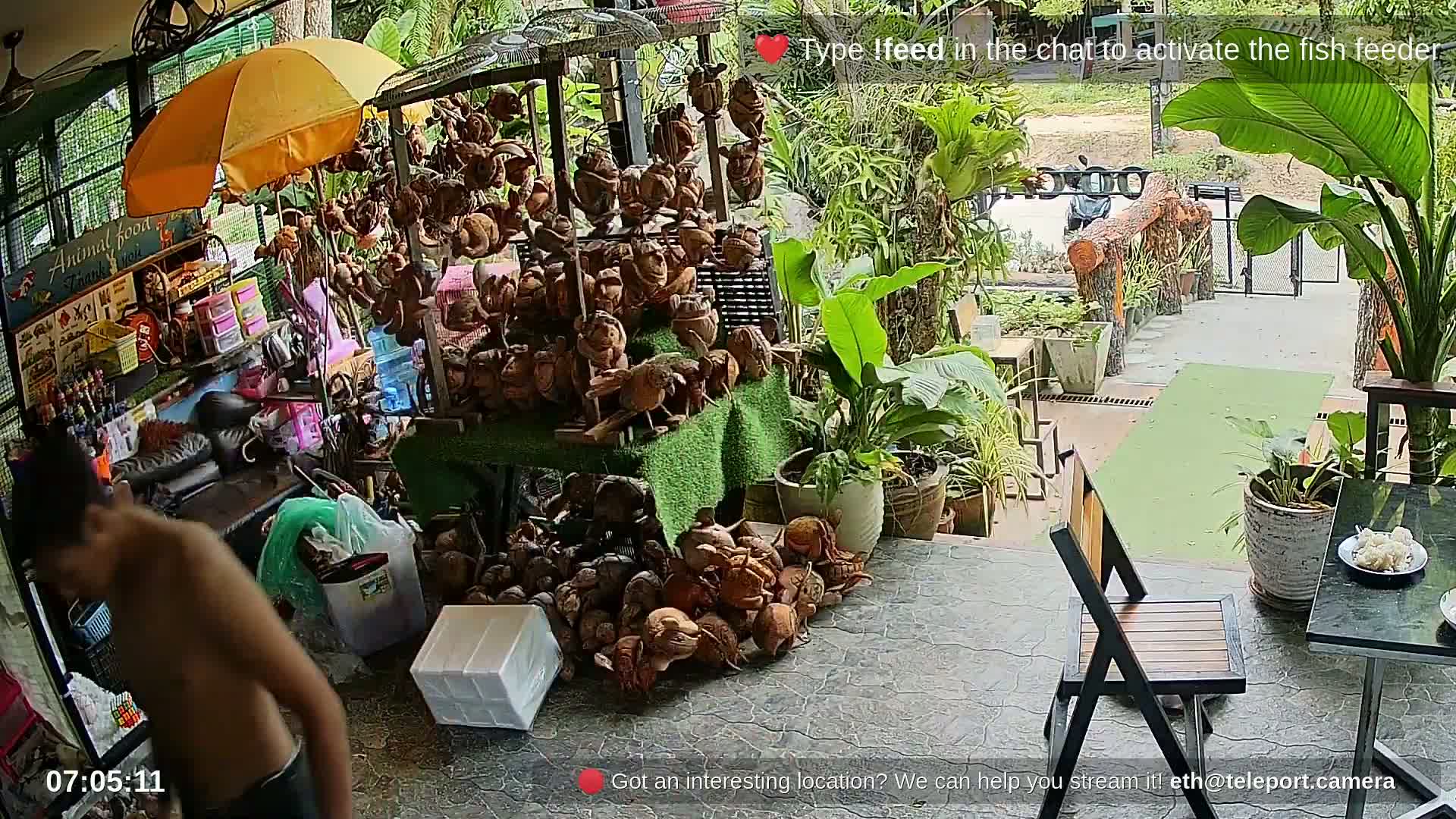 Zoo Cafe · Feed the Life of Fishes, Emus, Deers, Turtles, Malas  Live Cam  - Amphoe Ko Pha - Ngan, Surat Thani, Thailand