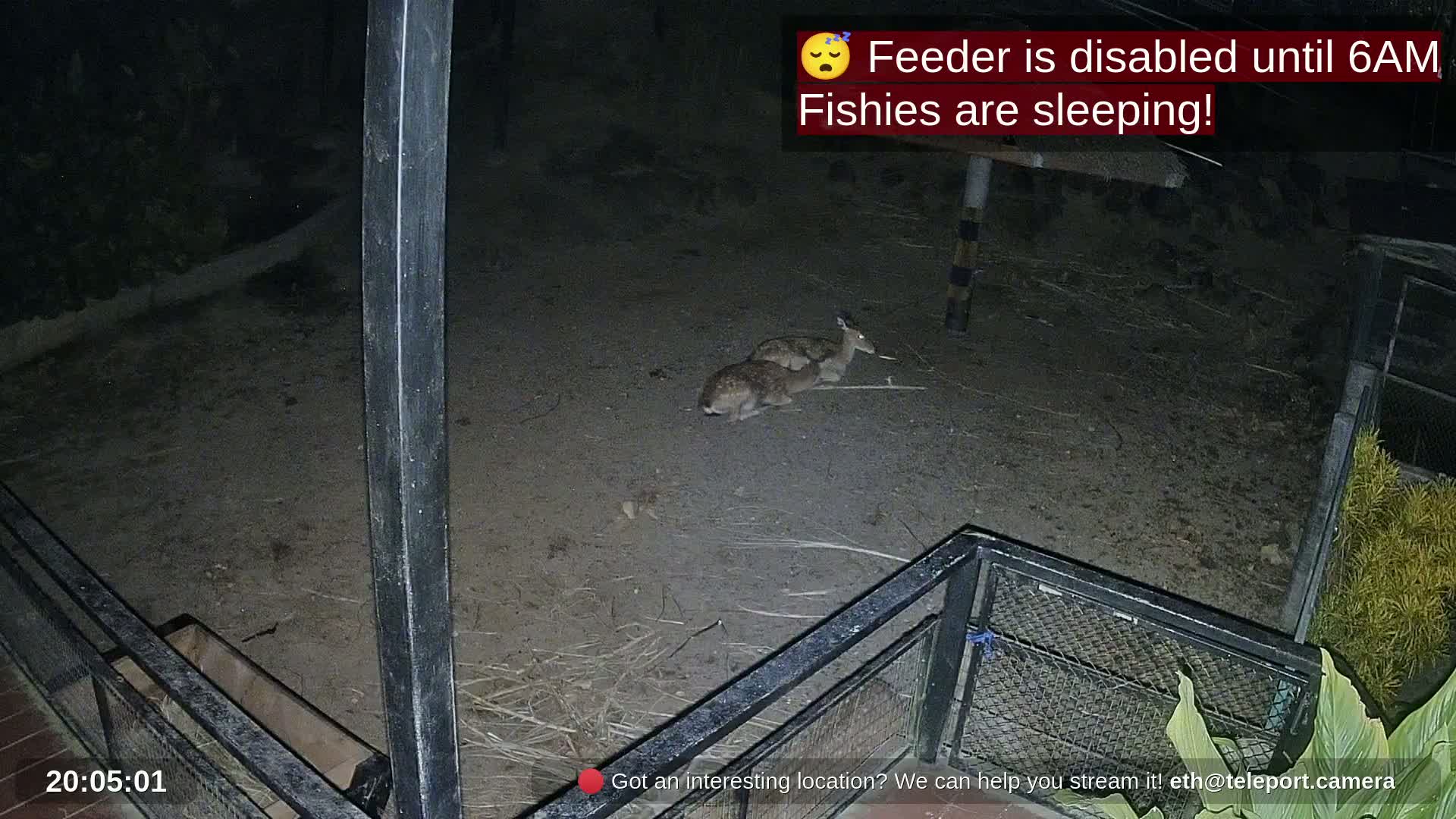 Zoo Cafe · Feed the Life of Fishes, Emus, Deers, Turtles, Malas  Live Cam  - Amphoe Ko Pha - Ngan, Surat Thani, Thailand