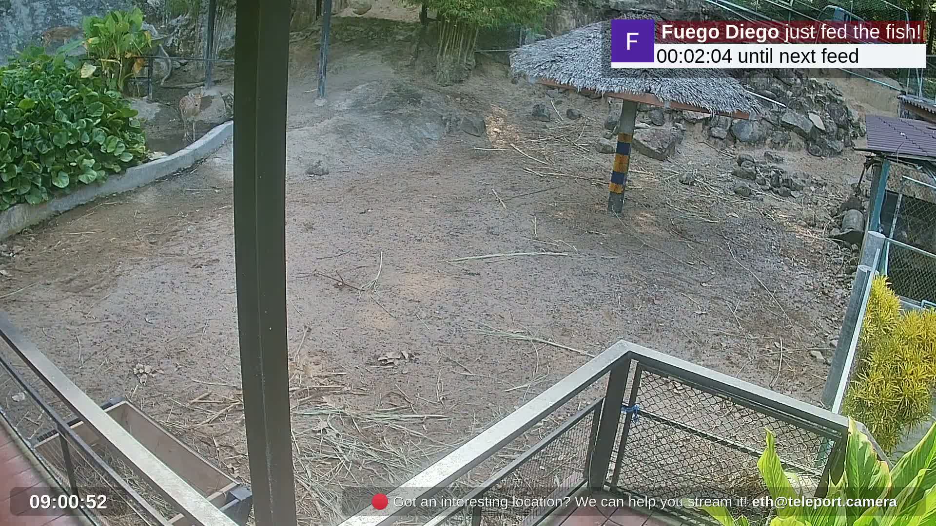 Zoo Cafe · Feed the Life of Fishes, Emus, Deers, Turtles, Malas  Live Cam  - Amphoe Ko Pha - Ngan, Surat Thani, Thailand