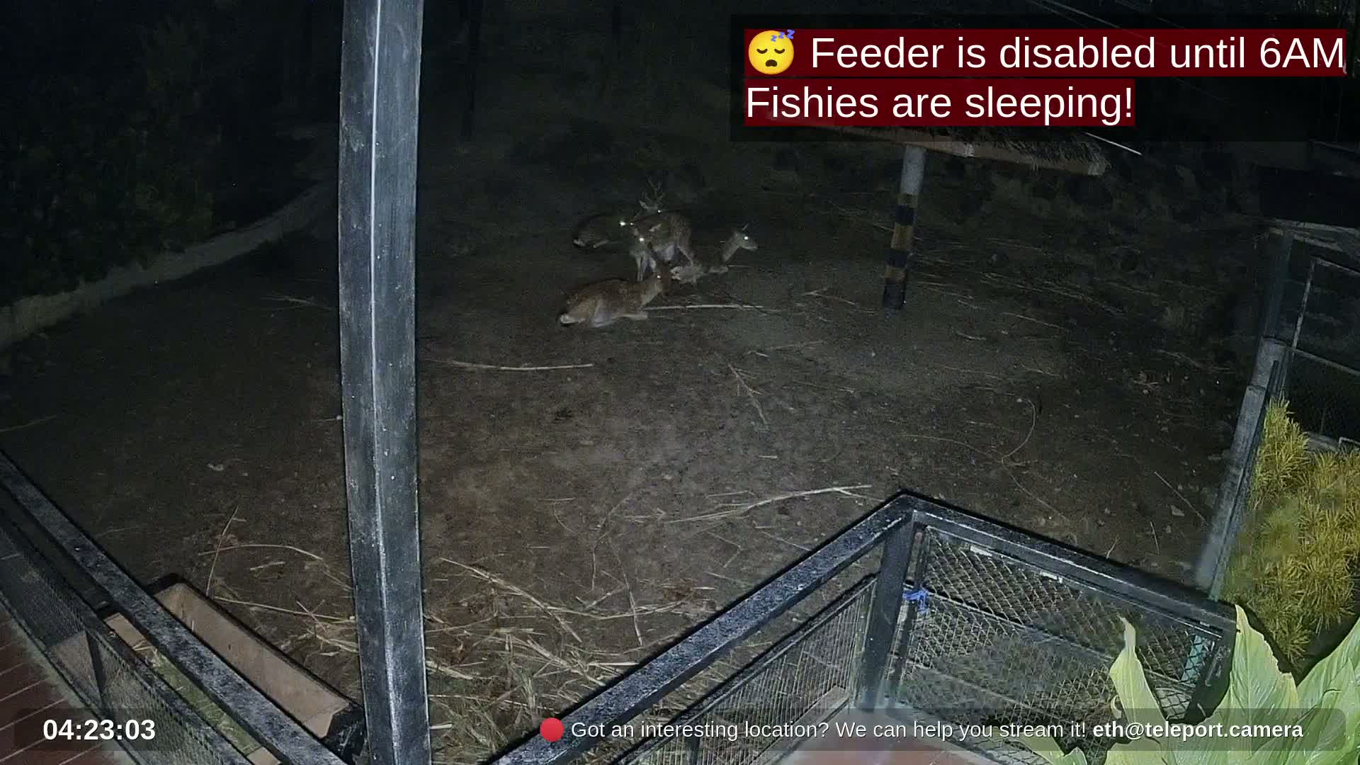 Zoo Cafe · Feed the Life of Fishes, Emus, Deers, Turtles, Malas  Live Cam  - Amphoe Ko Pha - Ngan, Surat Thani, Thailand