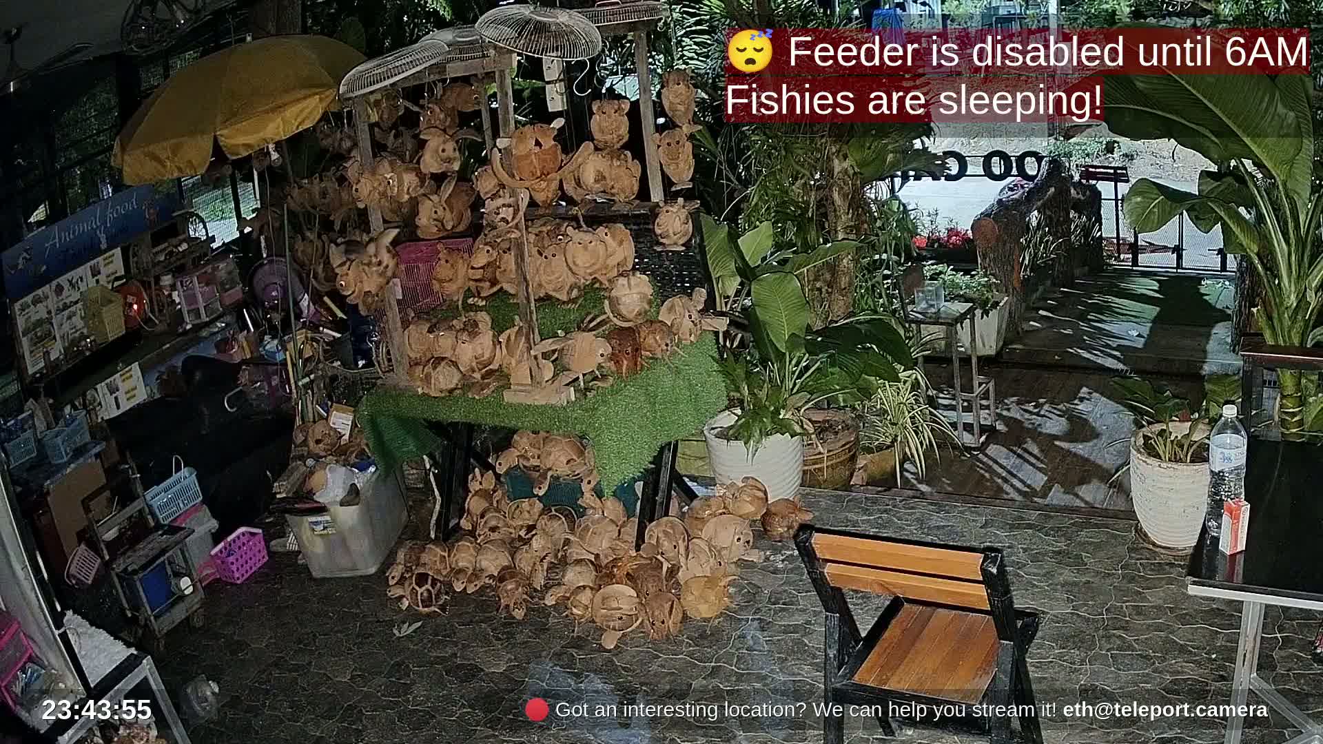 Zoo Cafe · Feed the Life of Fishes, Emus, Deers, Turtles, Malas  Live Cam  - Amphoe Ko Pha - Ngan, Surat Thani, Thailand