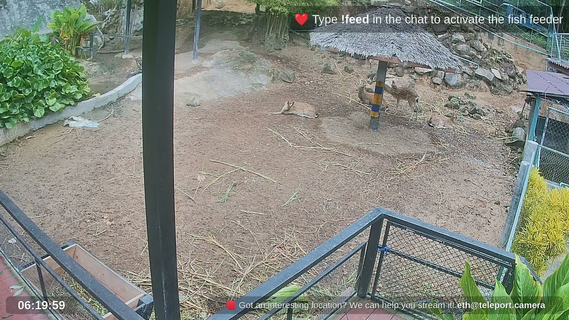 Zoo Cafe · Feed the Life of Fishes, Emus, Deers, Turtles, Malas  Live Cam  - Amphoe Ko Pha - Ngan, Surat Thani, Thailand