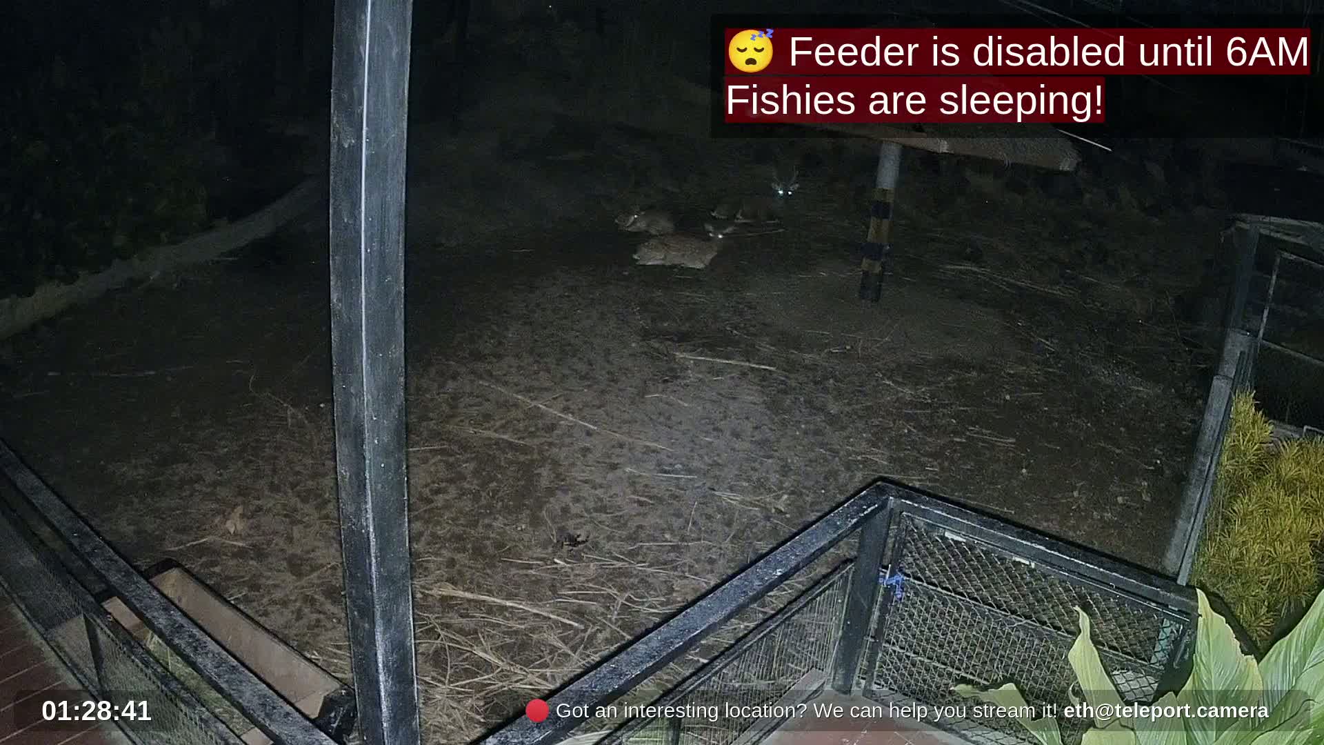 Zoo Cafe · Feed the Life of Fishes, Emus, Deers, Turtles, Malas  Live Cam  - Amphoe Ko Pha - Ngan, Surat Thani, Thailand