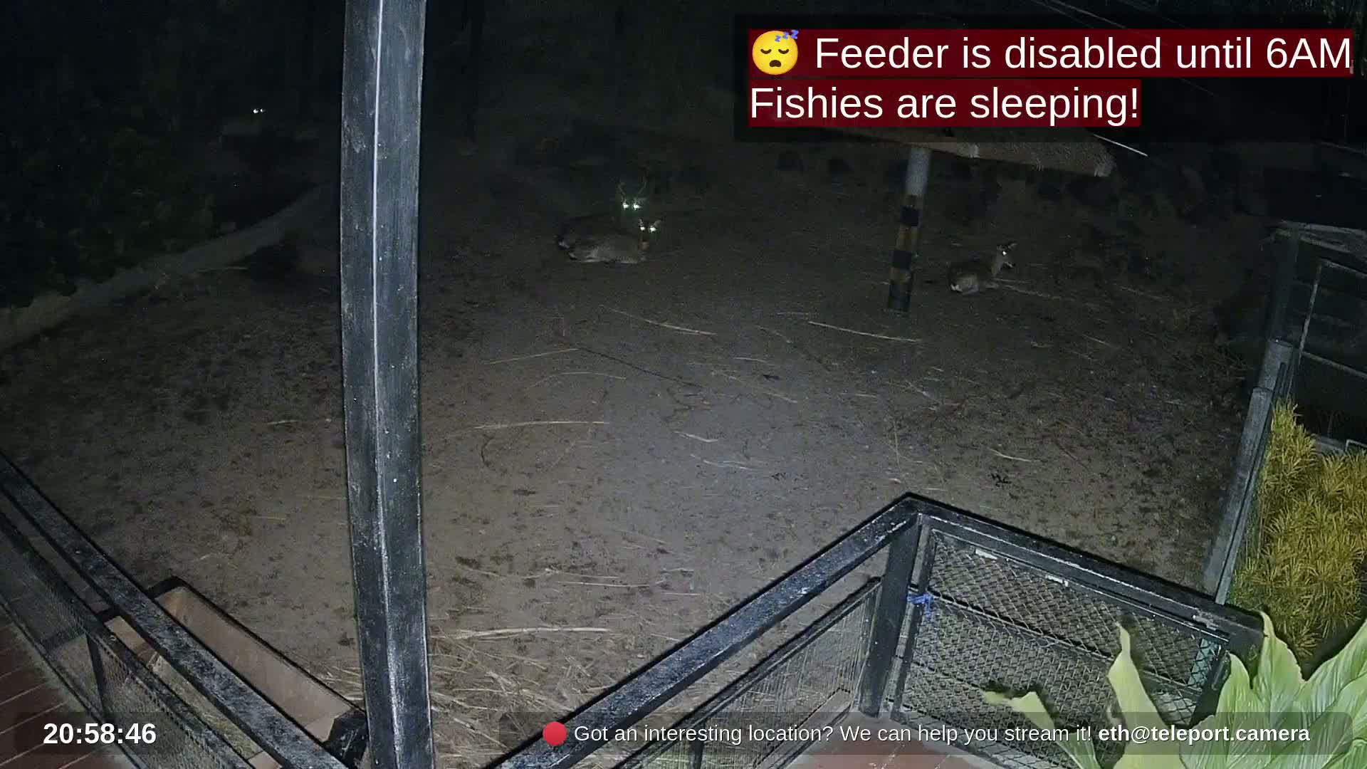 Zoo Cafe · Feed the Life of Fishes, Emus, Deers, Turtles, Malas  Live Cam  - Amphoe Ko Pha - Ngan, Surat Thani, Thailand