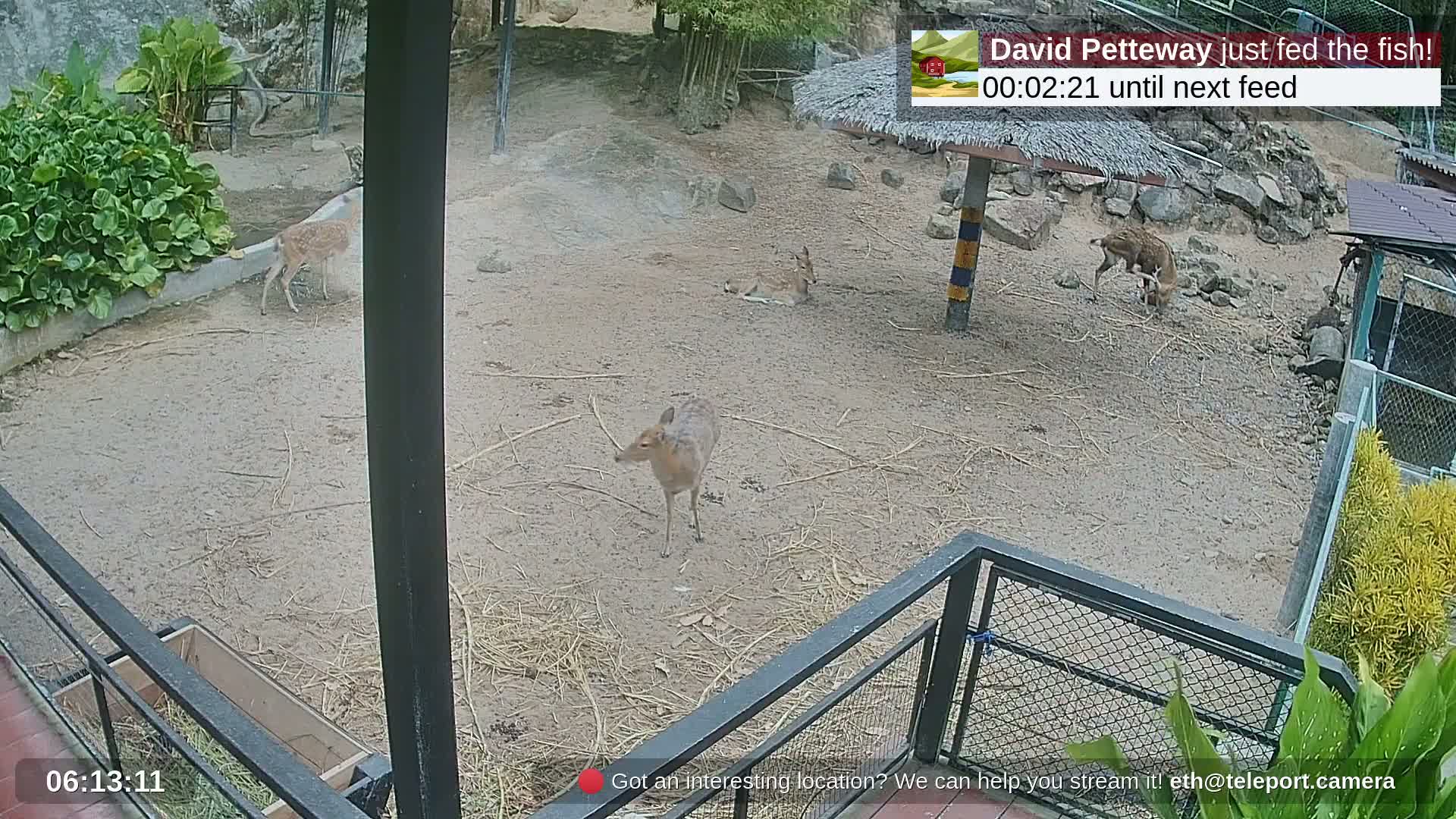 Zoo Cafe · Feed the Life of Fishes, Emus, Deers, Turtles, Malas  Live Cam  - Amphoe Ko Pha - Ngan, Surat Thani, Thailand