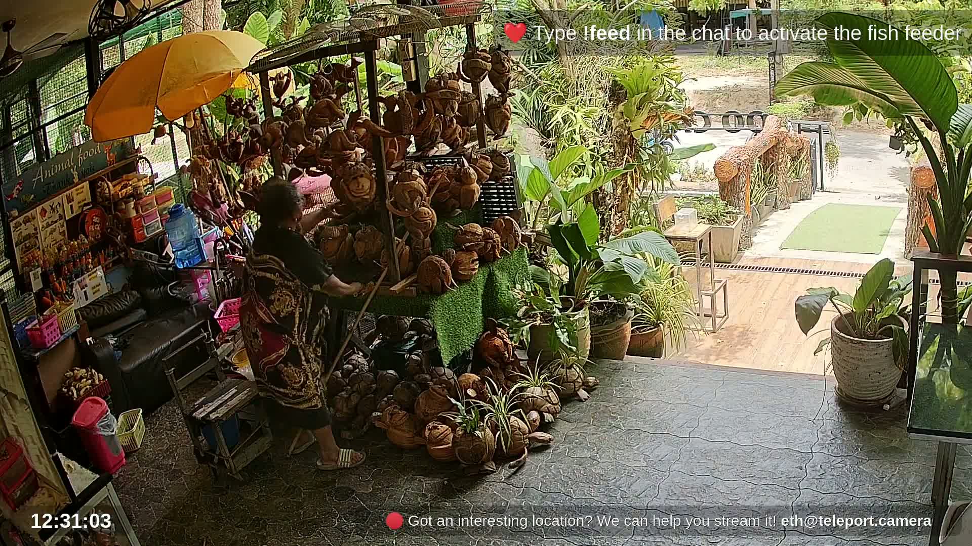 Zoo Cafe · Feed the Life of Fishes, Emus, Deers, Turtles, Malas  Live Cam  - Amphoe Ko Pha - Ngan, Surat Thani, Thailand